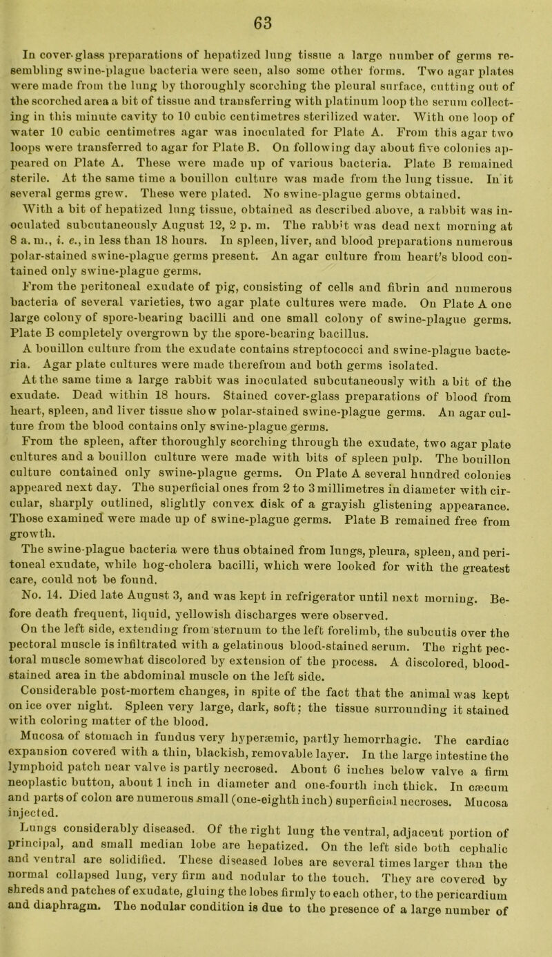 In cover-glass preparations of hepatized lung tissue a largo number of germs re- sembling swine-plague bacteria were seen, also some other forms. Two agar plates ■were made from the lung by thoroughly scorching the pleural surface, cutting out of the scorched area a bit of tissue and transferring with platinum loop the serum collect- ing in this minute cavity to 10 cubic centimetres sterilized water. With one loop of water 10 cubic centimetres agar was inoculated for Plate A. From this agar two loops were transferred to agar for Plate B. On following day about five colonies ap- peared on Plate A. These were made up of various bacteria. Plate B remained sterile. At the same time a bouillon culture was made from the lung tissue. In it several germs grew. These were plated. No swine-plague germs obtained. With a bit of hepatized lung tissue, obtained as described above, a rabbit was in- oculated subcutaneously August 12, 2 p. m. The rabb't was dead next morning at 8 a. m., i. e., in less than 18 hours. In spleen, liver, and blood preparations numerous polar-stained swine-plague germs present. An agar culture from heart’s blood con- tained only swine-plague germs. From the peritoneal exudate of pig, consisting of cells and fibrin and numerous bacteria of several varieties, two agar plate cultures were made. On Plate A one large colony of spore-bearing bacilli and one small colony of swine-plague germs. Plate B completely overgrown by the spore-bearing bacillus. A bouillon culture from the exudate contains streptococci and swine-plague bacte- ria. Agar plate cultures were made therefrom and both germs isolated. At the same time a large rabbit was inoculated subcutaneously with a bit of the exudate. Dead within 18 hours. Stained cover-glass preparations of blood from heart, spleen, and liver tissue show polar-stained swine-plague germs. An agar cul- ture from the blood contains only swine-plague germs. From the spleen, after thoroughly scorching through the exudate, two agar plate cultures and a bouillon culture were made with bits of spleen pulp. The bouillon culture contained only swine-plague germs. On Plate A several hundred colonies appeared next day. The superficial ones from 2 to 3 millimetres in diameter with cir- cular, sharply outlined, slightly convex disk of a grayish glistening appearance. Those examined were made up of swine-plague germs. Plate B remained free from growth. The swine-plague bacteria were thus obtained from lungs, pleura, spleen, and peri- toneal exudate, while hog-cholera bacilli, which were looked for with the greatest care, could not be found. No. 14. Died late August 3, and was kept in refrigerator until next morning. Be- fore death frequent, liquid, yellowish discharges were observed. On the left side, extending from sternum to the left forelimb, the subcutis over the pectoral muscle is infiltrated with a gelatinous blood-staiued serum. The right pec- toral muscle somewhat discolored by extension of the process. A discolored, blood- stained area in the abdominal muscle on the left side. Considerable post-mortem changes, in spite of the fact that the animal was kept on ice over night. Spleen very large, dark, soft: the tissue surrounding it stained with coloring matter of the blood. Mucosa of stomach in fundus very hypenemic, partly hemorrhagic. The cardiac expansion covered with a thin, blackish, removable layer. In the large intestine the lymphoid patch near valve is partly necrosed. About 6 inches below valve a firm neoplastic button, about 1 inch in diameter and one-fourth inch thick. In cfecura and parts of colon are numerous small (one-eighth iuch) superficial necroses. Mucosa injected. Lungs considerably diseased. Of the right lung the ventral, adjacent portion of principal, and small median lobe are hepatized. On the left side both cephalic and ventral are solidified. These diseased lobes are several times larger than the normal collapsed lung, very firm and nodular to the touch. They are covered by shreds and patches of exudate, gluing the lobes firmly to each other, to the pericardium and diaphragm. The nodular condition is due to the presence of a large number of