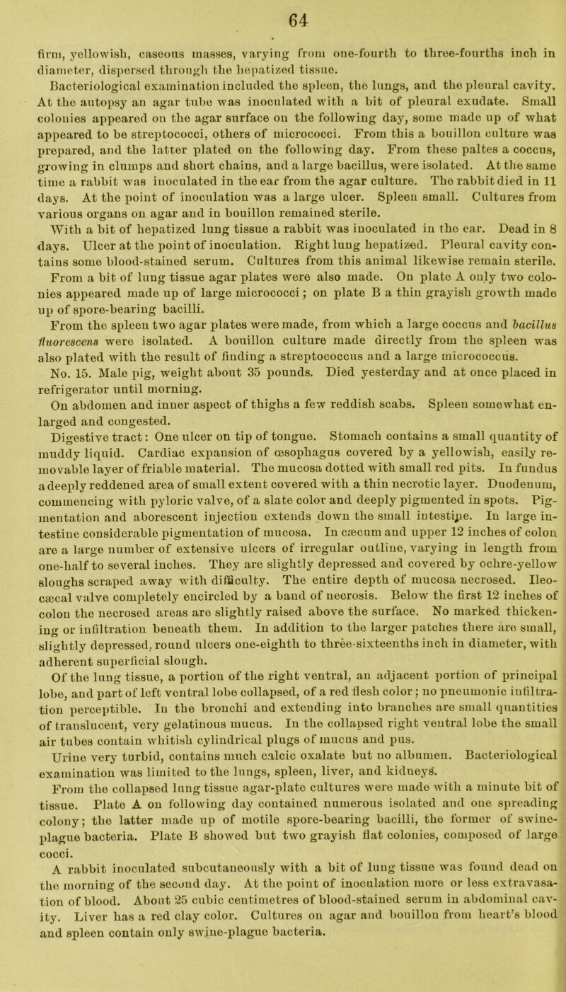 firm, yellowish, caseous masses, varying from one-fourth to three-fourths inch in diameter, dispersed through the liepatized tissue. Bacteriological examination included the spleen, the lungs, and the pleural cavity. At the autopsy an agar tube was inoculated with a bit of pleural exudate. Small colonies appeared on the agar surface on the following day, some made up of what appeared to be streptococci, others of micrococci. From this a bouillon culture was prepared, and the latter plated on the following day. From these paltes a coccus, growing in clumps and short chains, and a large bacillus, were isolated. At the same time a rabbit was inoculated in the ear from the agar culture. The rabbit died in 11 days. At the point of inoculation was a large nicer. Spleen small. Cultures from various organs on agar and in bouillon remained sterile. With a bit of liepatized lung tissue a rabbit was inoculated in the ear. Dead in 8 days. Ulcer at the point of inoculation. Right lung liepatized. Pleural cavity con- tains some blood-stained serum. Cultures from this animal likewise remain sterile. From a bit of lung tissue agar plates were also made. On plate A only two colo- nies appeared made up of large micrococci; on plate B a thin grayish growth made up of spore-bearing bacilli. From the spleen two agar plates were made, from which a large coccus and bacillus Huorescens were isolated. A bouillon culture made directly from the spleen was also plated with the result of finding a streptococcus and a large micrococcus. No. 15. Male pig, weight about 35 pounds. Died yesterday and at once placed in refrigerator until morning. On abdomen and inner aspect of thighs a few reddish scabs. Spleen somewhat en- larged and congested. Digestive tract: One ulcer on tip of tongue. Stomach contains a small quantity of muddy liquid. Cardiac expansion of oesophagus covered by a yellowish, easily re- movable layer of friable material. The mucosa dotted with small red pits. In fundus a deeply reddened area of small extent covered with a thin necrotic layer. Duodenum, commencing with pyloric valve, of a slate color and deeply pigmented in spots. Pig- mentation and aborescent injection extends down the small intestipe. In large in- testine considerable pigmentation of mucosa. In csecum and upper 12 inches of colon area large number of extensive ulcers of irregular outline, varying in length from one-half to several inches. They are slightly depressed and covered by ochre-yellow sloughs scraped away with difficulty. The entire depth of mucosa necrosed. Ileo- cecal valve completely encircled by a band of necrosis. Below the first 12 inches of colon the necrosed areas are slightly raised above the surface. No marked thicken- ing or infiltration beneath them. In addition to the larger patches there arc small, slightly depressed, round ulcers one-eighth to three-sixteenths inch in diameter, with adherent superficial slough. Of the lung tissue, a portion of the right ventral, an adjacent portion of principal lobe, and part of left ventral lobe collapsed, of a red flesh color; no pneumonic infiltra- tion perceptible. In the bronchi and extending into branches are small quantities of translucent, very gelatinous mucus. In the collapsed right ventral lobe the small air tubes contain whitish cylindrical plugs of mucus and pus. Urine very turbid, contains much calcic oxalate but no albumen. Bacteriological examination was limited to the lungs, spleen, liver, and kidneys'. From the collapsed lung tissue agar-plate cultures were made with a minute bit of tissue. Plate A on following day contained numerous isolated and one spreading colony; the latter made up of motile spore-bearing bacilli, the former of swine- plague bacteria. Plate B showed but two grayish flat colonies, composed of large cocci. A rabbit inoculated subcutaneously with a bit of lung tissue was found dead on the morning of the second day. At the point of inoculation more or less extravasa- tion of blood. About 25 cubic centimetres of blood-stained serum in abdominal cav- ity. Liver has a red clay color. Cultures on agar and bouillon from heart’s blood and spleen contain only swine-plaguo bacteria.
