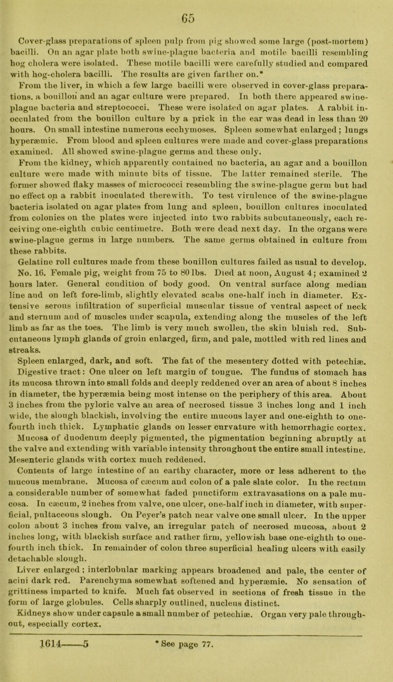 Cover-glass preparations of spleen pulp from pig showed some large (post-mortem) bacilli. On an agar plate both swine-plague bacteria and motile bacilli resembling bog cholera were isolated. These motile bacilli were carefully studied and compared with hog-cholera bacilli. The results are given farther on.# From the liver, in which a few large bacilli were observed in cover-glass prepara- tions. a bouillon and an agar culture were prepared. In both there appeared swine- plague bacteria and streptococci. These were isolated on agar plates. A rabbit in- occulated from the bouillon culture by a prick in the ear was dead in less than 20 hours. On small intestine numerous ecchymoses. Spleen somewhat enlarged ; lungs hyperaeruic. From blood and spleen cultures were made aud cover-glass preparations examined. All showed swine-plague germs aud these only. From the kidney, which apparently contained no bacteria, an agar and a bouillon culture were made with minute bits of tissue. The latter remained sterile. The former showed flaky masses of micrococci resembling the swine-plague germ but had no effect oil a rabbit inoculated therewith. To test virulence of the swine-plague bacteria isolated on agar plates from lung aud spleen, bouillon cultures inoculated from colonies on the plates were injected into two rabbits subcutaneously, each re- ceiving one-eighth cubic ceutimetre. Both were dead next day. In the organs were swine-plague germs in large numbers. The same germs obtained in culture from these rabbits. Gelatine roll cultures made from these bouillon cultures failed as usual to develop. No. 16. Female pig, weight from 75 to 80 lbs. Died at noon, August 4 ; examined 2 hours later. General condition of body good. On ventral surface along median line aud on left fore-limb, slightly elevated scabs one-half inch in diameter. Ex- tensive serous infiltratiou of superficial muscular tissue of ventral aspect of neck and sternum aud of muscles under scapula, extending along the muscles of the left limb as far as the toes. The limb is very much swollen, the skin bluish red. Sub- cutaneous lymph glands of groin enlarged, firm, and pale, mottled with red lines and streaks. Spleen enlarged, dark, and soft. The fat of the mesentery dotted with petecliiae. Digestive tract: One ulcer on left margin of tongue. The fundus of stomach has its mucosa thrown into small folds and deeply reddened over an area of about 8 inches in diameter, the hyperaemia being most intense on the periphery of this area. About 3 inches from the pyloric valve an area of necrosed tissue 3 inches long and 1 inch wide, the slough blackish, involving the entire mucous layer and one-eighth to one- fourth inch thick. Lymphatic glands on lesser curvature with hemorrhagic cortex. Mucosa of duodenum deeply pigmented, the pigmentation beginning abruptly at the valve aud extending with variable intensity throughout the entire small intestine. Mesenteric glands with cortex much reddened. Contents of large intestine of an earthy character, more or less adherent to the mucous membrane. Mucosa of caecum and colon of a pale slate color. In the rectum a considerable number of somewhat faded punctiform extravasations on a pale mu- cosa. Iu caecum, 2 inches from valve, one ulcer, one-half inch in diameter, with super- ficial, pnltaceous slough. On Peyer’s patch near valve one small ulcer. In the upper colon about 3 inches from valve, an irregular patch of necrosed mucosa, about 2 inches long, with blackish surface aud rather firm, yellowish base one-eighth to one- fourth inch thick. In remainder of colon three superficial healing ulcers with easily detachable slough. Liver enlarged; interlobular marking appears broadened and pale, the center of acini dark red. Parenchyma somewhat softened and hyperaemie. No sensation of grittiness imparted to knife. Much fat observed in sections of fresh tissue iu the form of large globules. Cells sharply outlined, nucleus distinct. Kidneys show under capsule a small number of petechias. Organ very pale through- out, especially cortex.
