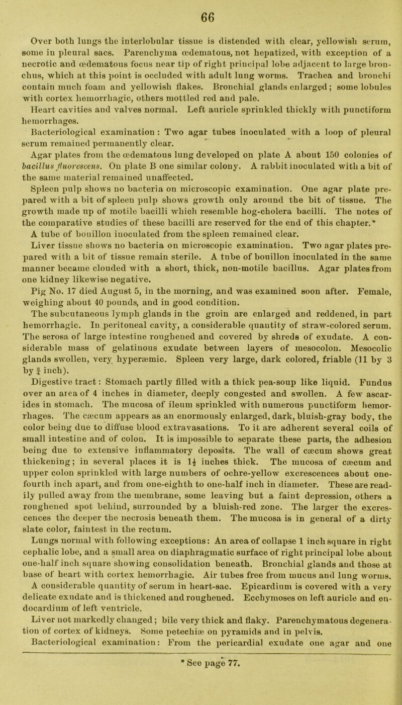 Over both lungs the interlobular tissue is distended with clear, yellowish serum, some iu pleural sacs. Parenchyma cedematous, not hepatized, with exception of a necrotic and cedematous focus near tip of right principal lobe adjacent to large bron- chus, which at this point is occluded with adult lung worms. Trachea and bronchi contain much foam and yellowish Hakes. Bronchial glands enlarged; some lobules with cortex hemorrhagic, others mottled red and pale. Heart cavities and valves normal. Left auricle spriukled thickly with punctiforin hemorrhages. Bacteriological examination : Two agar tubes inoculated with a loop of pleural serum remained permanently clear. Agar plates from the cedematous lung developed on plate A about 150 colonies of bacillus fluovescens. On plate B one similar colony. A rabbit inoculated with a bit of the same material remained unaffected. Spleen pulp shows no bacteria on microscopic examination. One agar plate pre- pared with a bit of spleen pulp shows growth only around the bit of tissue. The growth made up of motile bacilli which resemble hog-cholera bacilli. The notes of the comparative studies of these bacilli are reserved for the end of this chapter.* A tube of bouillon inoculated from the spleen remained clear. Liver tissue shows no bacteria on microscopic examination. Two agar plates pre- pared with a bit of tissue remain sterile. A tube of bouillon inoculated in the same manner became clouded with a short, thick, non-motile bacillus. Agar plates from one kidney likewise negative. Pig No. 17 died August 5, in the morning, and was examined soon after. Female, weighing about 40 pounds, and in good condition. The subcutaneous lymph glands in the groin are enlarged and reddened, in part hemorrhagic. In peritoneal cavity, a considerable quantity of straw-colored serum. The serosa of large intestine roughened and covered by shreds of exudate. A con- siderable mass of gelatinous exudate between layers of mesocolon. Mesocolic glands swollen, very liyperajmic. Spleen very large, dark colored, friable (11 by 3 by £ inch). Digestive tract: Stomach partly filled with a thick pea-soup like liquid. Fundus over an area of 4 inches in diameter, deeply congested and swollen. A few ascar- ides in stomach. The mucosa of ileum sprinkled with numerous punctiforin hemor- rhages. The caecum appears as an enormously enlarged, dark, bluish-gray body, the color being due to diffuse blood extravasations. To it are adherent several coils of small intestine and of colon. It is impossible to separate these parts, the adhesion being due to extensive inflammatory deposits. The wall of caecum shows great thickening; in several places it is 1£ inches thick. The mucosa of caecum and upper colon sprinkled with large numbers of ochre-yellow excrescences about one- fourth inch apart, and from one-eighth to one-half inch in diameter. These are read- ily pulled away from the membrane, some leaving but a faint depression, others a roughened spot behind, surrounded by a bluish-red zone. The larger the excres- cences the deeper the necrosis beneath them. The mucosa is in general of a dirty slate color, faintest in the rectum. Lungs normal with following exceptions: An area of collapse 1 inch square in right cephalic lobe, and a small area on diaphragmatic surface of right principal lobe about one-half inch square showing consolidation beneath. Bronchial glands and those at base of heart with cortex hemorrhagic. Air tubes free from mucus and lung worms. A considerable quantity of serum in heart-sac. Epicardium is covered with a very delicate exudate and is thickened and roughened. Ecchymoses on left auricle and en- docardium of left ventricle. Liver not markedly changed; bile very thick and flaky. Parenchymatous degenera- tion of cortex of kidneys. Some petechia? on pyramids and in pelvis. Bacteriological examination: From the pericardial exudate oue agar and one