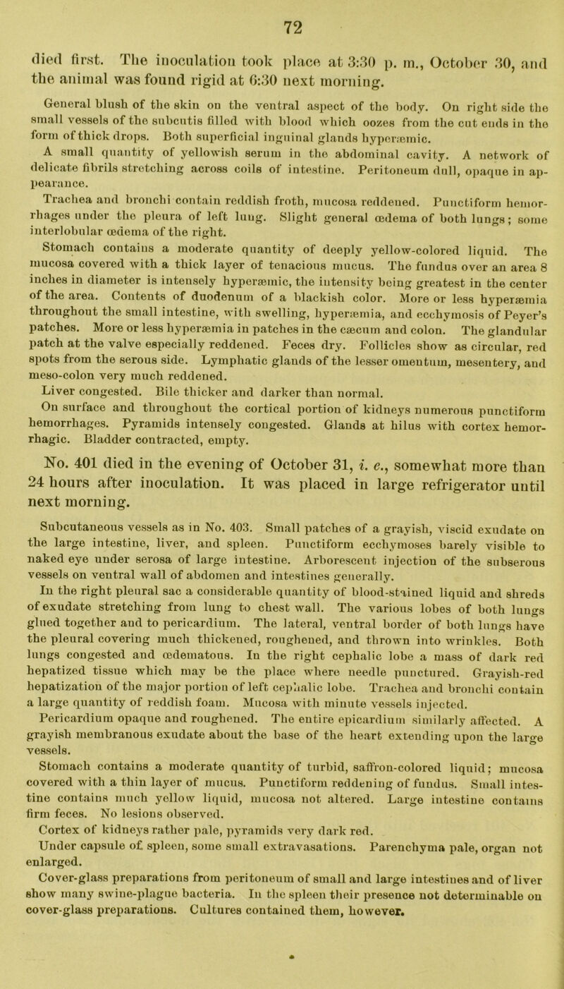 died first. The inoculation took place at 3:30 p. m., October 30, and the animal was found rigid at 6:30 next morning. General blush of the skin on the ventral aspect of the body. On right side the small vessels of the subcutis filled with blood which oozes from the cut ends in the form of thick drops. Both superficial inguinal glands hypertemic. A small quantity of yellowish serum in the abdominal cavity. A network of delicate fibrils stretching across coils of intestine. Peritoneum dull, opaque in ap- pearance. Trachea and bronchi contain reddish froth, mucosa reddened. Punctiform hemor- rhages under the pleura of left lung. Slight general oedema of both lungs; some interlobular oedema of the right. Stomach contains a moderate quantity of deeply yellow-colored liquid. The mucosa covered with a thick layer of tenacious mucus. The fundus over an area 8 inches in diameter is intensely hyperaeinic, the intensity being greatest in the center of the area. Contents of duodenum of a blackish color. More or less hypersemia throughout the small intestine, with swelling, hyperamiia, and ecchymosis of Peyer’s patches. More or less hyperaemia in patches in the caecum and colon. The glandular patch at the valve especially reddened. Feces dry. Follicles show as circular, red spots from the serous side. Lymphatic glands of the lesser omentum, mesentery, and meso-colon very much reddened. Liver congested. Bile thicker and darker than normal. On surface and throughout the cortical portion of kidneys numerous punctiform hemorrhages. Pyramids intensely congested. Glands at hilus with cortex hemor- rhagic. Bladder contracted, empty. No. 401 died in the evening of October 31, i. c., somewhat more than 24 hours after inoculation. It was placed in large refrigerator until next morning. Subcutaneous vessels as in No. 403. Small patches of a grayish, viscid exudate on the large intestine, liver, and spleen. Punctiform ecchymoses barely visible to naked eye under serosa of large intestine. Arborescent injection of the subserous vessels on ventral wall of abdomen and intestines generally. In the right pleural sac a considerable quantity of blood-stained liquid and shreds of exudate stretching from lung to chest wall. The various lobes of both lungs glued together aud to pericardium. The lateral, ventral border of both lungs have the pleural covering much thickened, roughened, and thrown into wrinkles. Both lungs congested and cedematous. In the right cephalic lobe a mass of dark red hepatized tissue which may be the place where needle punctured. Grayish-red hepatization of the major portion of left cepnalic lobe. Trachea aud bronchi contain a large quantity of reddish foam. Mucosa with minute vessels injected. Pericardium opaque and roughened. The entire epicardium similarly affected. A grayish membranous exudate about the base of the heart extending upon the large vessels. Stomach contains a moderate quantity of turbid, saffron-colored liquid; mucosa covered with a thin layer of mucus. Punctiform reddening of fundus. Small intes- tine contains much yellow liquid, mucosa not altered. Large intestine contains firm feces. No lesions observed. Cortex of kidneys rather pale, pyramids very dark red. Under capsule of spleen, some small extravasations. Parenchyma pale, organ not enlarged. Cover-glass preparations from peritoneum of small and large intestines and of liver show many swine-plague bacteria. In the spleen their presence not determinable on cover-glass preparations. Cultures contained them, however.