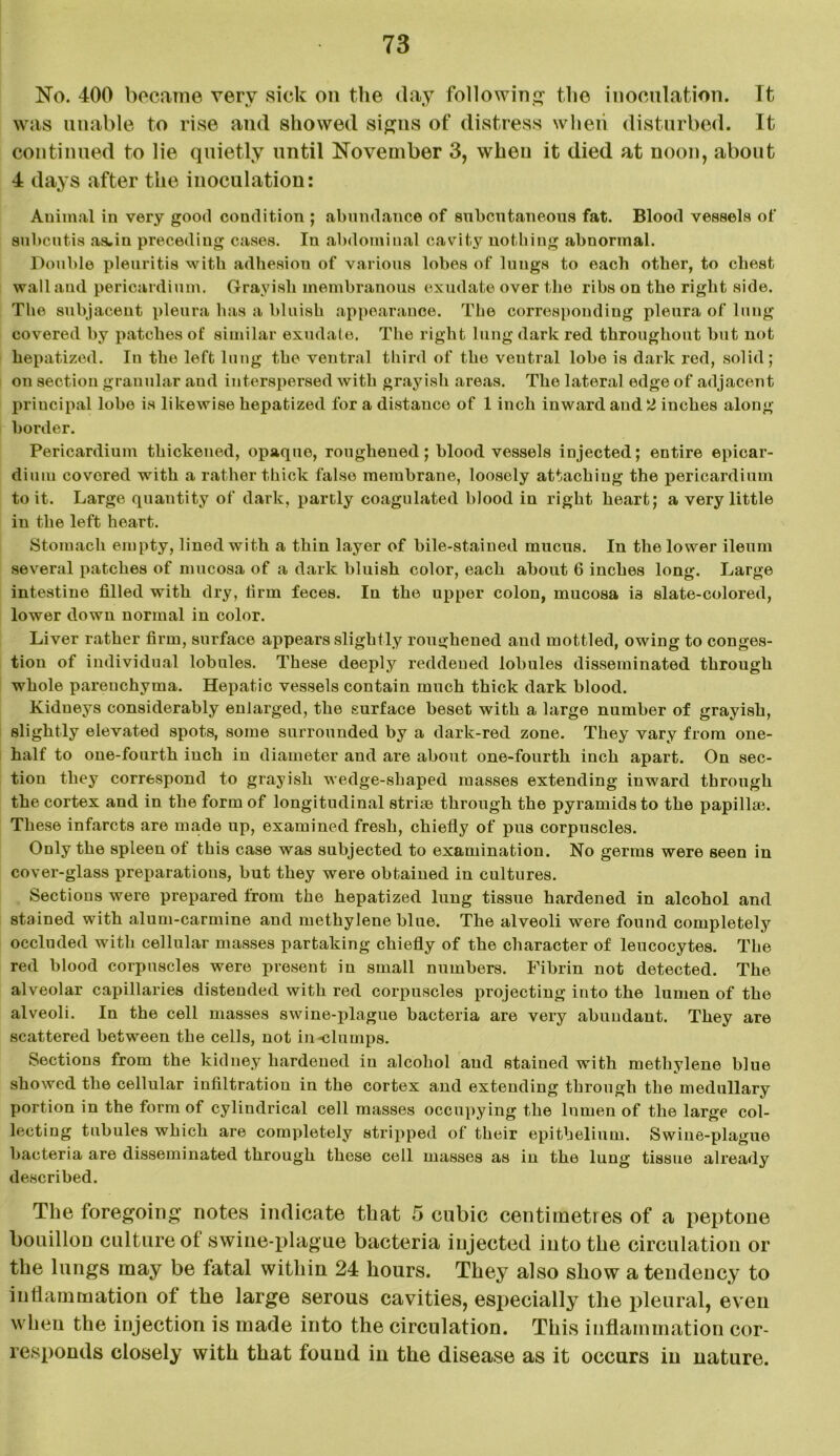No. 400 became very sick on the day following the inoculation. Tt was unable to rise and showed signs of distress when disturbed. It continued to lie quietly until November 3, when it died at noon, about 4 days after the inoculation: Animal in very good condition ; abundance of subcutaneous fat. Blood vessels of subcutis as»iu preceding cases. In abdominal cavity nothing abnormal. Double pleuritis with adhesion of various lobes of lungs to each other, to chest wall and pericardium. Grayish membranous exudate over the ribs on the right side. The subjacent pleura has a bluish appearance. The corresponding pleura of lung covered by patches of similar exudate. The right lung dark red throughout but not liepatized. In the left long the ventral third of the veutral lobe is dark red, solid; on section granular aud interspersed with grayish areas. The lateral edge of adjacent principal lobe is likewise hepatized for a distauce of 1 inch inward and 2 inches along border. Pericardium thickened, opaque, roughened; blood vessels injected; entire epicar- diuiu covered with a rather thick false membrane, loosely attaching the pericardium to it. Large quantity of dark, partly coagulated blood in right heart; a very little in the left heart. Stomach empty, lined with a thin layer of bile-stained mucus. In the lower ileum several patches of mucosa of a dark bluish color, each about 6 inches long. Large intestine filled with dry, firm feces. In the upper colon, mucosa is slate-colored, lower down normal in color. Liver rather firm, surface appears slightly roughened and mottled, owing to conges- tion of individual lobules. These deeply reddened lobules disseminated through whole parenchyma. Hepatic vessels contain much thick dark blood. Kidneys considerably enlarged, the surface beset with a large number of grayish, slightly elevated spots, some surrounded by a dark-red zone. They vary from one- half to one-fourth inch in diameter and are about one-fourth inch apart. On sec- tion they correspond to grayish wedge-shaped masses extending inward through the cortex and in the form of longitudinal striae through the pyramids to the papillae. These infarcts are made up, examined fresh, chiefly of pus corpuscles. Only the spleen of this case was subjected to examination. No germs were seen in cover-glass preparations, but they were obtained in cultures. Sections were prepared from the hepatized lung tissue hardened in alcohol and stained with alum-carmine and methylene blue. The alveoli were found completely occluded with cellular masses partaking chiefly of the character of leucocytes. The red blood corpuscles were present in small numbers. Fibrin not detected. The alveolar capillaries distended with red corpuscles projecting into the lumen of the alveoli. In the cell masses swine-plague bacteria are very abundant. They are scattered between the cells, not in-clumps. Sections from the kidney hardened in alcohol aud stained with methylene blue showed the cellular infiltration in the cortex and extending through the medullary portion in the form of cylindrical cell masses occupying the lumen of the large col- lecting tubules which are completely stripped of their epithelium. Swine-plague bacteria are disseminated through those cell masses as in the lung tissue already described. The foregoing notes indicate that 5 cubic centimetres of a peptone bouillon culture of swine-plague bacteria injected into the circulation or the lungs may be fatal within 24 hours. They also show a tendency to inflammation of the large serous cavities, especially the pleural, even when the injection is made into the circulation. This inflammation cor- responds closely with that found in the disease as it occurs in nature.