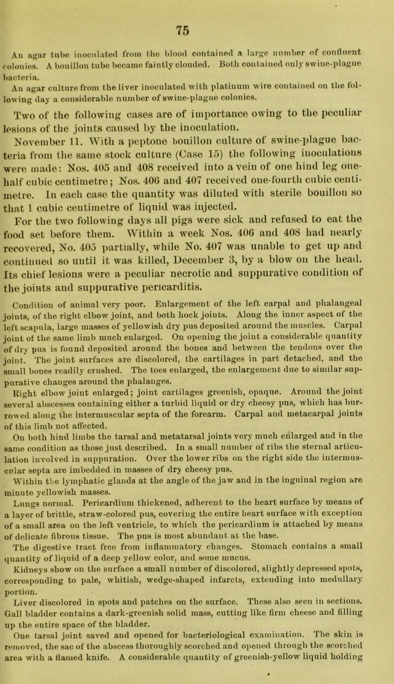 An agar tube inoculated from the blood contained a large number of confluent colonies. A bouillon tube became faintly clouded. Both contained only swine-plague bacteria. An airar culture from the liver inoculated with platinum wire contained ou the iol- lowing day a considerable number of swine-plague colonies. Two of the following eases are of importance owing to the peculiar lesions of the joints caused by the inoculation. November 11. With a peptone bouillon culture of swine-plague bac- teria from the same stock culture (Case 15) the following inoculations were made: Nos. 405 and 408 received into a vein of one hind leg one- half cubic centimetre; Nos. 400 and 407 received one-fourth cubic centi- metre. In each case the quantity was diluted with sterile bouillon so that 1 cubic ceutimetre of liquid was injected. For the two following days all pigs were sick and refused to eat the food set before them. Within a week Nos. 406 and 408 had nearly recovered, No. 405 partially, while No. 407 was unable to get up and continued so until it was killed, December 3, by a blow on the head. Its chief lesions were a peculiar necrotic and suppurative condition of the joints and suppurative pericarditis. Condition of animal very poor. Enlargement of the left carpal and phalangeal joints, of the right elbow joint, and both hock joints. Along the inner aspect of the left scapula, large masses of yellowish dry pus deposited around the muscles. Carpal joint of the same limb much enlarged. On opening the joint a considerable quantity of dry pus is found deposited around the bones and between the tendons over the joint. The joint surfaces are discolored, the cartilages in part detached, and the small bones readily crushed. The toes enlarged, the enlargement due to similar sup- purative changes around the phalanges. Right elbow joint enlarged; joint cartilages greenish, opaque. Around the joint several abscesses containing either a turbid liquid or dry cheesy pus, which has bur- rowed along the intermuscular septa of the forearm. Carpal and metacarpal joints of this limb not affected. On both hind limbs the tarsal and metatarsal joints very much enlarged and in the same condition as those just described. In a small number of ribs the sternal articu- lation involved in suppuration. Over the lower ribs on the right side the intermus- cular septa are imbedded in masses of dry cheesy pus. Within the lymphatic glands at the angle of the jaw and in the inguinal region are minute yellowish masses. Lun^s normal. Pericardium thickened, adherent to the heart surface by means of a layer of brittle, straw-colored pus, covering the entire heart surface with exception of a small area on the left ventricle, to which the pericardium is attached by means of delicate fibrous tissue. The pus is most abundant at the base. The digestive tract free from inflammatory changes. Stomach contains a small quautity of liquid of a deep yellow color, and some mucus. Kidneys show on the surface a small number of discolored, slightly depressed spots, corresponding to pale, whitish, wedge-shaped infarcts, extending into medullary portion. Liver discolored in spots and patches on the surface. These also seen in sections. Gall bladder contains a dark-greenish solid mass, cutting like firm cheese and filling up the entire space of the bladder. One tarsal joint saved and opened for bacteriological examination. The skin is removed, the sac of the abscess thoroughly scorched and opened through the scorched area with a flamed knife. A considerable quautity of greenish-yellow liquid holding