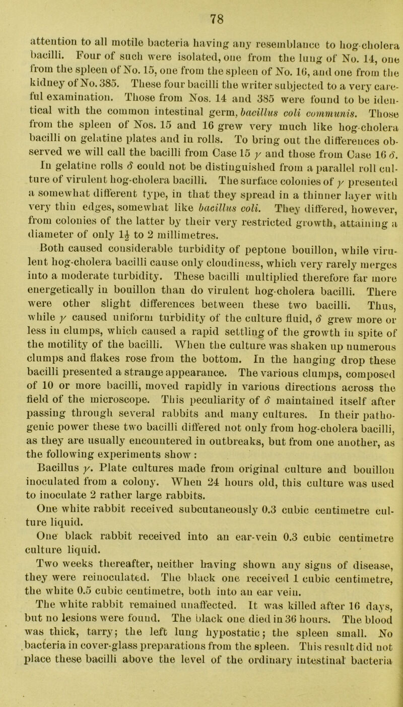 attention to all motile bacteria having any resemblance to hog cholera bacilli. Four of such were isolated, one from the lung of No. 14, one from the spleen of No. 15, one from the spleen of No. 10, and one from the kidney of No. 385. These four bacilli the writer subjected to a very care- ful examination. Those from Nos. 14 and 385 were found to be iden- tical with the common intestinal germ, bacillus coli communis. Those from the spleen of Nos. 15 and 10 grew very much like hog-cholera bacilli on gelatine plates and in rolls. To bring out the differences ob- served we will call the bacilli from Case 15 y and those from Case 16 d\ In gelatine rolls d could not be distinguished from a parallel roll cul- ture of virulent hog-cholera bacilli. The surface colonies of y presented a somewhat different type, in that they spread in a thinner layer with very thin edges, somewhat like bacillus coli. They differed, however, from colonies of the latter by their very restricted growth, attaining a diameter of only 1J to 2 millimetres. Both caused considerable turbidity of peptone bouillon, while viru- lent hog-cholera bacilli cause only cloudiness, which very rarely merges into a moderate turbidity. These bacilli multiplied therefore far more energetically in bouillon than do virulent hog-cholera bacilli. There were other slight differences between these two bacilli. Thus, while y caused uniform turbidity of the culture fluid, 6 grew more or less in clumps, which caused a rapid settling of the growth in spite of the motility of the bacilli. When the culture was shaken up numerous clumps and flakes rose from the bottom. In the hanging drop these bacilli presented a strange appearance. The various clumps, composed of 10 or more bacilli, moved rapidly in various directions across the field of the microscope. This peculiarity of 6 maintained itself after passing through several rabbits and many cultures. In their patho- genic power these two bacilli differed not only from hog-cholera bacilli, as they are usually encountered in outbreaks, but from one another, as the following experiments show : Bacillus y. Plate cultures made from original culture and bouillon inoculated from a colony. When 24 hours old, this culture was used to inoculate 2 rather large rabbits. One white rabbit received subcutaneously 0.3 cubic centimetre cul- ture liquid. One black rabbit received into an ear-vein 0.3 cubic centimetre culture liquid. Two weeks thereafter, neither having shown any signs of disease, they were reinoculated. The black one received 1 cubic centimetre, the white 0.5 cubic centimetre, both into an ear vein. The white rabbit remained unaffected. It was killed after 10 days, but no lesions were found. The black one died in 30 hours. The blood was thick, tarry; the left lung hypostatic; the spleen small. No bacteria in cover-glass preparations from the spleen. This result did not place these bacilli above the level of the ordinary intestinal bacteria