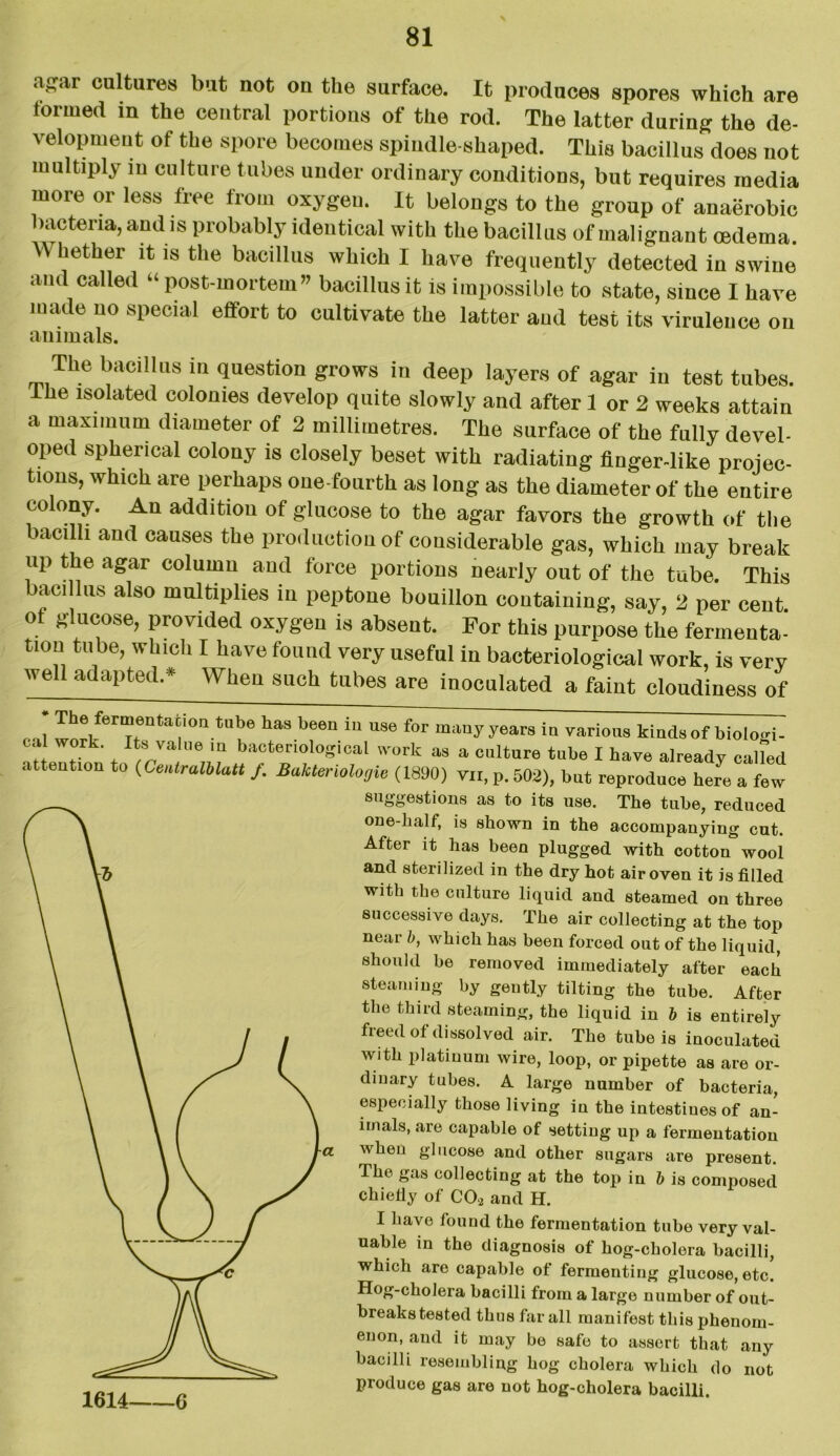 agar cultures but not on the surface. It produces spores which are formed in the central portions of the rod. The latter during the de- velopment of the spore becomes spindle-shaped. This bacillus does not multiply m culture tubes under ordinary conditions, but requires media more or less free from oxygen. It belongs to the group of anaerobic bacteria, and is probably identical with the bacillus of malignant cedema. W lietblir it; 1S the bacillus which I have frequently detected in swine and called “ post-mortem” bacillus it is impossible to state, since I have made uo special effort to cultivate the latter and test its virulence on animals. The bacillus in question grows in deep layers of agar in test tubes, ihe isolated colonies develop quite slowly and after 1 or 2 weeks attain a maximum diameter of 2 millimetres. The surface of the fully devel- oped spherical colony is closely beset with radiating finger-like projec- tions, which are perhaps one-fourth as long as the diameter of the entire colony. An addition of glucose to the agar favors the growth of the bacilli and causes the production of considerable gas, which may break up the agar column and force portions nearly out of the tube. This barn lus also multiplies in peptone bouillon containing, say, 2 per cent of glucose, provided oxygen is absent. For this purpose the fermenta- tion tube, which I have found very useful in bacteriological work, is very well adapted.* When such tubes are inoculated a faint cloudiness of . ,1 I! / ~)nta‘,0“.tabe has 1,66111,1 U86 for many years in various kinds of biologi- cal work. Its value m bacteriological work as a culture tube I have already called attention to (Centralblatt /. Bakteriologie (1890) vn, p. 502), but reproduce here a few suggestions as to its use. The tube, reduced one-half, is shown in the accompanying cut. After it has been plugged with cotton wool and sterilized in the dry hot air oven it is filled with the culture liquid and steamed on three successive days. The air collecting at the top near 6, which has been forced out of the liquid, should be removed immediately after each steaming by gently tilting the tube. After the third steaming, the liquid in 6 is entirely freed ot dissolved air. The tube is inoculated with platinum wire, loop, or pipette as are or- dinary tubes. A large number of bacteria, especially those living iu the intestines of an- imals, are capable of settiug up a fermeutatiou wheu glucose and other sugars are present. The gas collecting at the top in & is composed chiefiy of C03 and H. I have found the fermentation tube very val- uable in the diagnosis of hog-cholera bacilli, which are capable ot fermenting glucose, etc. Hog-cholera bacilli from a large number of out- breaks tested thus far all manifest this phenom- enon, and it may be safe to assert that any bacilli resembling hog cholera which do not produce gas are not hog-cholera bacilli. lol4 6