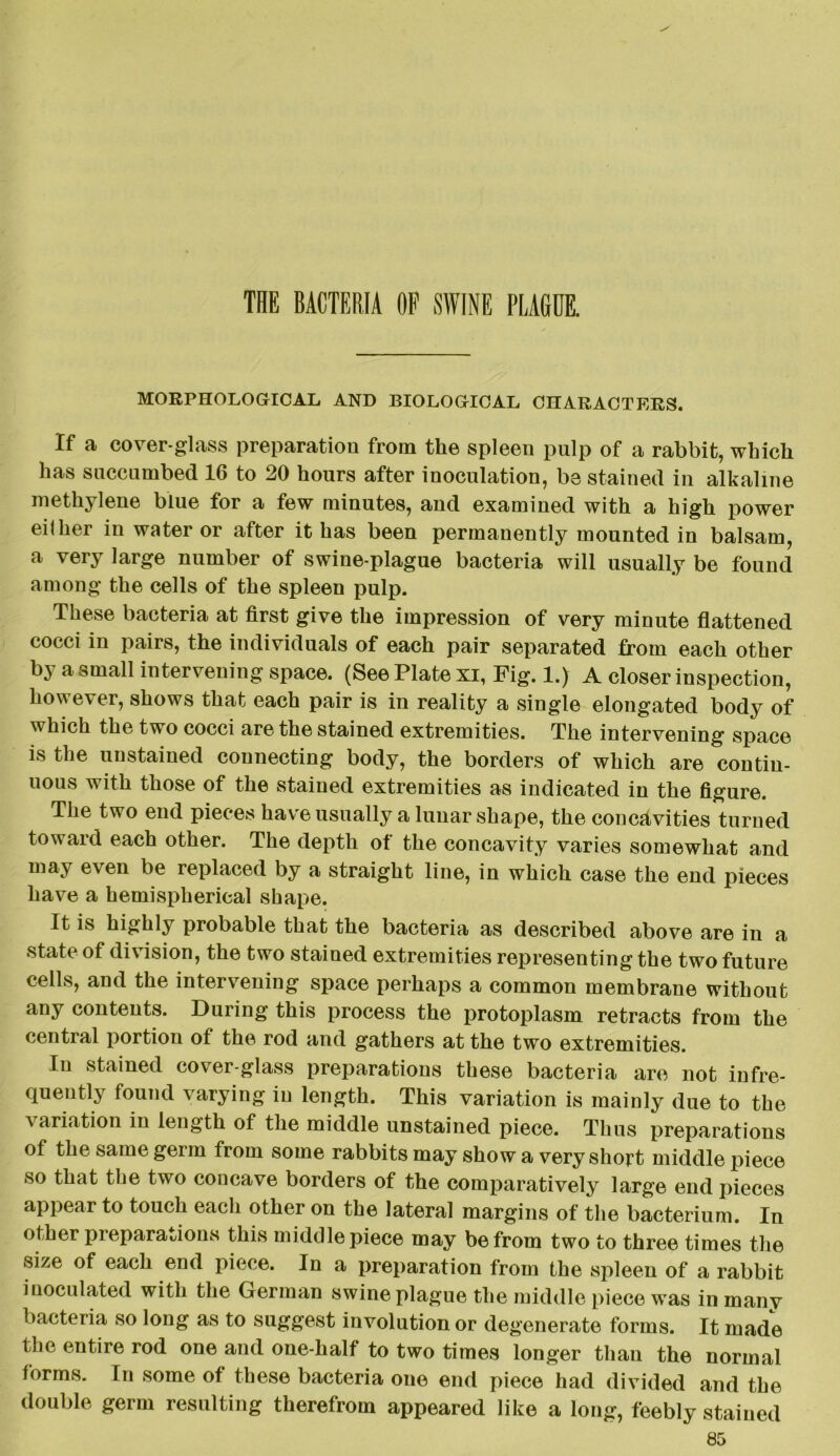 THE BACTERIA OF SWINE PLAGUE. MORPHOLOGICAL AND BIOLOGICAL CHARACTERS. If a cover-glass preparation from the spleen pulp of a rabbit, which has succumbed 16 to 20 hours after inoculation, be stained in alkaline methylene blue for a few minutes, and examined with a high power eilher in water or after it has been permanently mounted in balsam, a very large number of swine-plague bacteria will usually be found among the cells of the spleen pulp. These bacteria at first give the impression of very minute flattened cocci in pairs, the individuals of each pair separated from each other by a small intervening space. (See Plate xi, Fig. 1.) A closer inspection, however, shows that each pair is in reality a single elongated body of which the two cocci are the stained extremities. The intervening space is the unstained connecting body, the borders of which are contin- uous with those of the stained extremities as indicated in the figure. The two end pieces have usually a lunar shape, the concavities turned toward each other. The depth of the concavity varies somewhat and may even be replaced by a straight line, in which case the end pieces have a hemispherical shape. It is highly probable that the bacteria as described above are in a state of division, the two stained extremities representing the two future cells, and the intervening space perhaps a common membrane without any contents. During this process the protoplasm retracts from the central portion of the rod and gathers at the two extremities. In stained cover-glass preparations these bacteria are not infre- quently found varying in length. This variation is mainly due to the variation in length of the middle unstained piece. Thus preparations of the same germ from some rabbits may show a very short middle piece so that the two concave borders of the comparatively large end pieces appear to touch each other on the lateral margins of the bacterium. In other preparations this middle piece may be from two to three times the size of each end piece. In a preparation from the spleen of a rabbit inoculated with the German swine plague the middle piece was in many bacteria so long as to suggest involution or degenerate forms. It made the entire rod one and one-half to two times longer than the normal forms. In some of these bacteria one end piece had divided and the double germ resulting therefrom appeared like a long, feebly stained