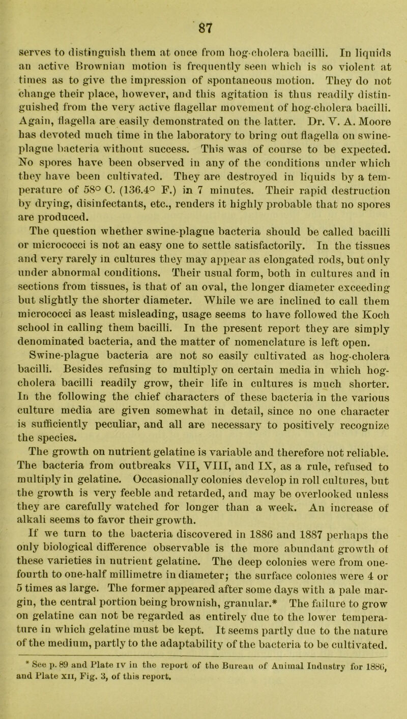 serves to distinguish them at once from hog-cholera bacilli. In liquids an active Brownian motion is frequently seen which is so violent at times as to give the impression of spontaneous motion. They do not change their place, however, and this agitation is thus readily distin- guished from the very active flagellar movement of hog-cholera bacilli. Again, flagella are easily demonstrated on the latter. Dr. V. A. Moore has devoted much time in the laboratory to bring out flagella on swine- plague bacteria without success. This was of course to be expected. No spores have been observed in any of the conditions under which they have been cultivated. They are destroyed in liquids by a tem- perature of 58° 0. (136.4° F.) in 7 minutes. Their rapid destruction by drying, disinfectants, etc., renders it highly probable that no spores are produced. The question whether swine-plague bacteria should be called bacilli or micrococci is not an easy one to settle satisfactorily. In the tissues and very rarely in cultures they may appear as elongated rods, but only under abnormal conditions. Their usual form, both in cultures and in sections from tissues, is that of an oval, the longer diameter exceeding but slightly the shorter diameter. While we are inclined to call them micrococci as least misleading, usage seems to have followed the Koch school in calling them bacilli. In the present report they are simply denominated bacteria, and the matter of nomenclature is left open. Swine-plague bacteria are not so easily cultivated as hog-cholera bacilli. Besides refusing to multiply on certain media in which hog- cholera bacilli readily grow, their life in cultures is much shorter. In the following the chief characters of these bacteria in the various culture media are given somewhat in detail, since no one character is sufficiently peculiar, and all are necessary to positively recognize the species. The growth on nutrient gelatine is variable and therefore not reliable. The bacteria from outbreaks VII* VIII, and IX, as a rule, refused to multiply in gelatine. Occasionally colonies develop in roll cultures, but the growth is very feeble and retarded, and may be overlooked unless they are carefully watched for longer than a week. An increase of alkali seems to favor their growth. It we turn to the bacteria discovered in 1886 and 1887 perhaps the only biological difference observable is the more abundant growth ot these varieties in nutrient gelatine. The deep colonies were from one- fourth to one-half millimetre in diameter; the surface colonies were 4 or 5 times as large. The former appeared after some days with a pale mar- gin, the central portion being brownish, granular.* The failure to grow on gelatine can not be regarded as entirely due to the lower tempera- ture in which gelatine must be kept. It seems partly due to the nature of the medium, partly to the adaptability of the bacteria to be cultivated. * See p. 89 and Plate iv in the report of the Bureau of Auiraal Industry for 1881), and Plate xii, Fig. 3, of this report.