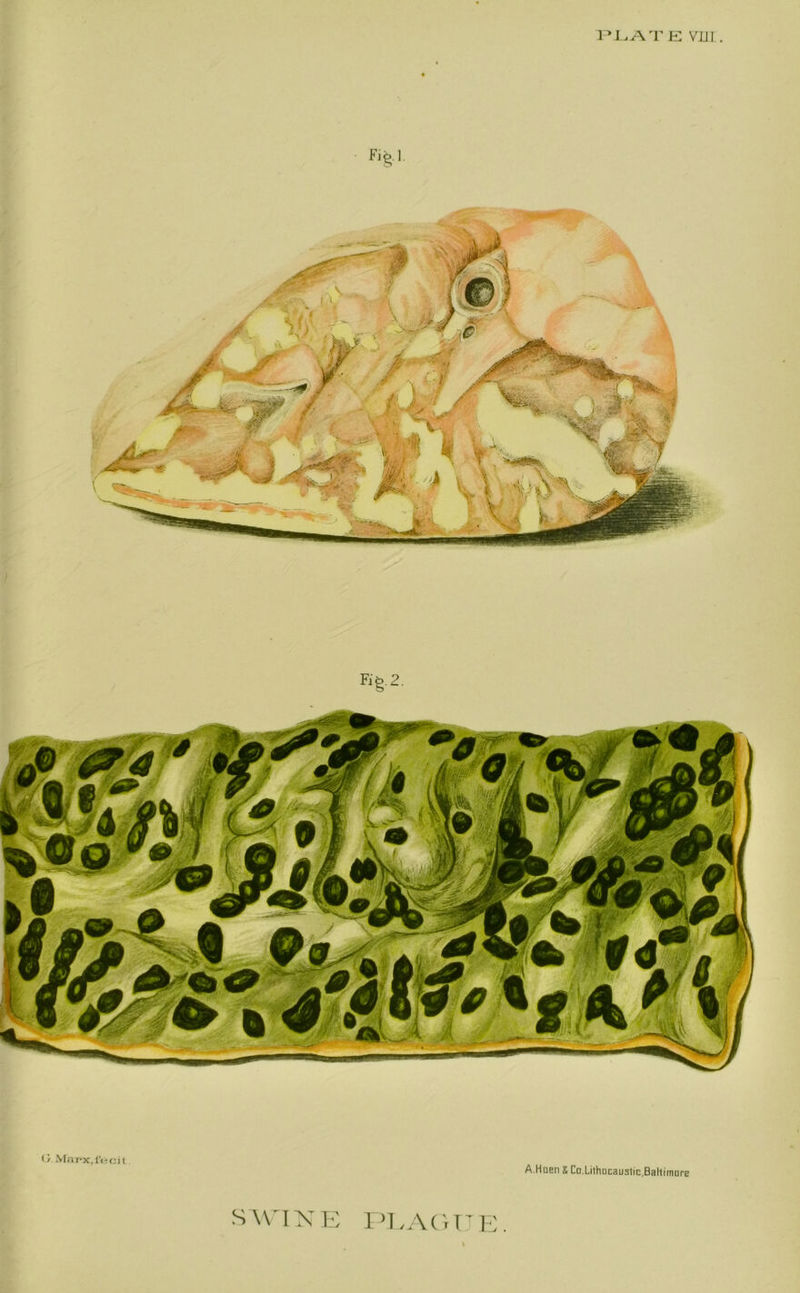 PLAT E Vill . swi X E FLAG IT I G. Mime,fecit A.Hdeo X CD.LithDcaustic,Baltimnre