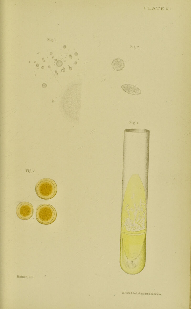 I’liAT 1'2 XII Fig. ]. Haines, del A Hoen £ Co.Lithocaustic,Baltimore.