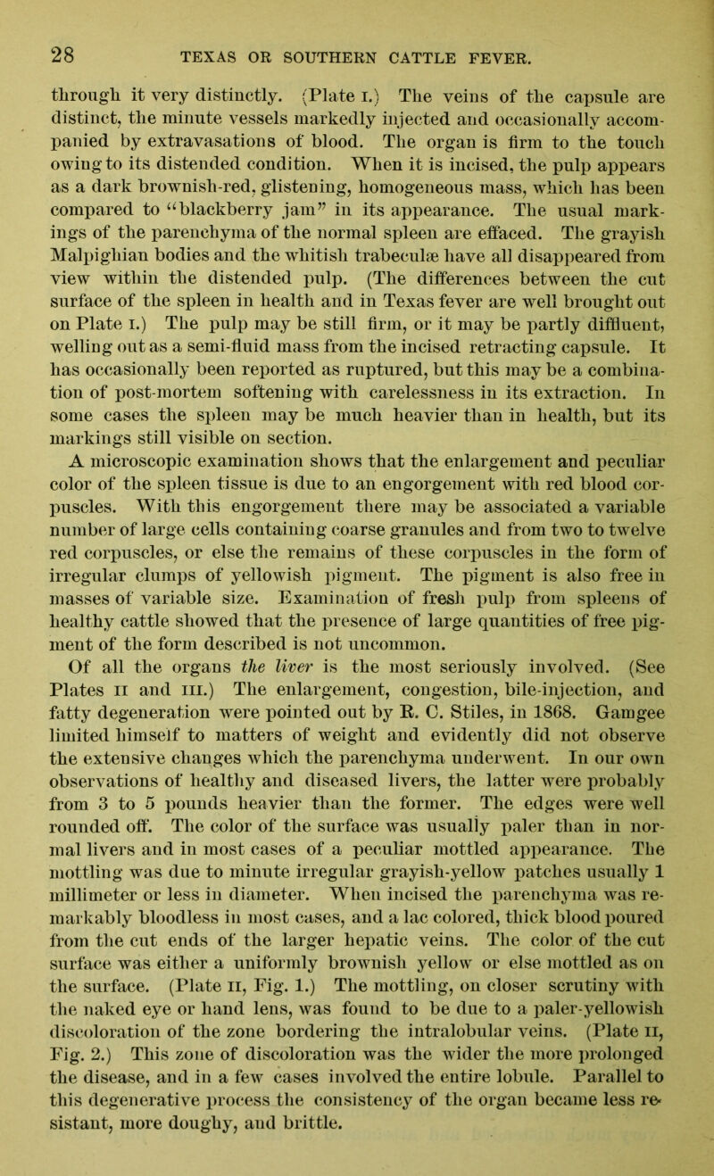 through it very distinctly. (Plate i.) The veins of the capsule are distinct, the minute vessels markedly injected and occasionally accom- panied by extravasations of blood. The organ is firm to the touch owing to its distended condition. When it is incised, the pulp appears as a dark brownish-red, glistening, homogeneous mass, which has been compared to “blackberry jam” in its appearance. The usual mark- ings of the parenchyma of the normal spleen are effaced. The grayish Malpighian bodies and the whitish trabeculae have all disappeared from view within the distended pulp. (The differences between the cut surface of the spleen in health and in Texas fever are well brought out on Plate i.) The pulp may be still firm, or it may be partly diffluent, welling out as a semi-fluid mass from the incised retracting capsule. It has occasionally been reported as ruptured, but this may be a combina- tion of post-mortem softening with carelessness in its extraction. In some cases the spleen may be much heavier than in health, but its markings still visible on section. A microscopic examination shows that the enlargement and peculiar color of the spleen tissue is due to an engorgement with red blood cor- puscles. With this engorgement there may be associated a variable number of large cells containing coarse granules and from two to twelve red corpuscles, or else the remains of these corpuscles in the form of irregular clumps of yellowish pigment. The pigment is also free in masses of variable size. Examination of fresh pulp from spleens of healthy cattle showed that the presence of large quantities of free pig- ment of the form described is not uncommon. Of all the organs the liver is the most seriously involved. (See Plates ii and hi.) The enlargement, congestion, bile-injection, and fatty degeneration were pointed out by R. C. Stiles, in 1868. Gamgee limited himself to matters of weight and evidently did not observe the extensive changes which the parenchyma underwent. In our own observations of healthy and diseased livers, the latter were probably from 3 to 5 pounds heavier than the former. The edges were well rounded off. The color of the surface was usually paler than in nor- mal livers and in most cases of a peculiar mottled appearance. The mottling was due to minute irregular grayish-yellow patches usually 1 millimeter or less in diameter. When incised the parenchyma was re- markably bloodless in most cases, and a lac colored, thick blood poured from the cut ends of the larger hepatic veins. The color of the cut surface was either a uniformly brownish yellow or else mottled as on the surface. (Plate ii, Eig. 1.) The mottling, on closer scrutiny with the naked eye or hand lens, was found to be due to a paler-yellowish discoloration of the zone bordering the intralobular veins. (Plate ii, Fig. 2.) This zone of discoloration was the wider the more prolonged the disease, and in a few cases involved the entire lobule. Parallel to this degenerative process the consistency of the organ became less re* sistant, more doughy, aud brittle.
