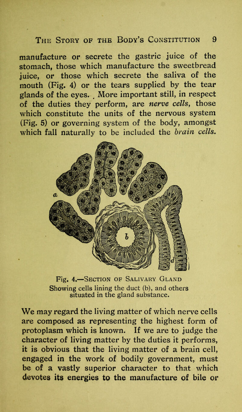 manufacture or secrete the gastric juice of the stomach, those which manufacture the sweetbread juice, or those which secrete the saliva of the mouth (Fig. 4) or the tears supplied by the tear glands of the eyes. # More important still, in respect of the duties they perform, are nerve cells, those which constitute the units of the nervous system (Fig. 5) or governing system of the body, amongst which fall naturally to be included the brain cells. Fig. 4.—Section of Salivary Gland Showing cells lining the duct (b), and others situated in the gland substance. We may regard the living matter of which nerve cells are composed as representing the highest form of protoplasm which is known. If we are to judge the character of living matter by the duties it performs, it is obvious that the living matter of a brain cell, engaged in the work of bodily government, must be of a vastly superior character to that which devotes its energies to the manufacture of bile or