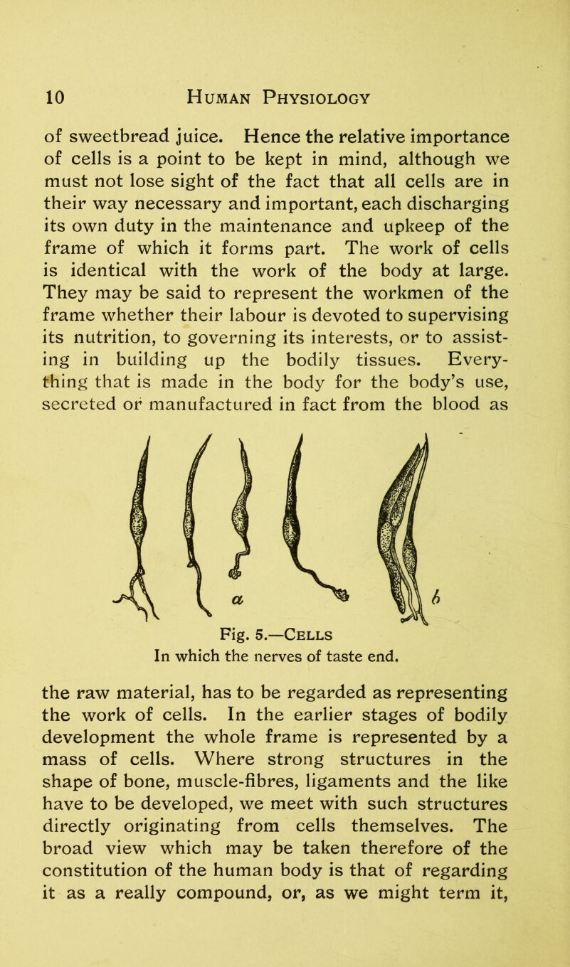 of sweetbread juice. Hence the relative importance of cells is a point to be kept in mind, although we must not lose sight of the fact that all cells are in their way necessary and important, each discharging its own duty in the maintenance and upkeep of the frame of which it forms part. The work of cells is identical with the work of the body at large. They may be said to represent the workmen of the frame whether their labour is devoted to supervising its nutrition, to governing its interests, or to assist- ing in building up the bodily tissues. Every- thing that is made in the body for the body’s use, secreted or manufactured in fact from the blood as 6 Fig. 5.—Cells In which the nerves of taste end, the raw material, has to be regarded as representing the work of cells. In the earlier stages of bodily development the whole frame is represented by a mass of cells. Where strong structures in the shape of bone, muscle-fibres, ligaments and the like have to be developed, we meet with such structures directly originating from cells themselves. The broad view which may be taken therefore of the constitution of the human body is that of regarding it as a really compound, or, as we might term it,