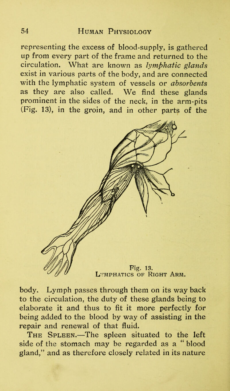 representing the excess of blood-supply, is gathered up from every part of the frame and returned to the circulation. What are known as lymphatic glands exist in various parts of the body, and are connected with the lymphatic system of vessels or absorbents as they are also called. We find these glands prominent in the sides of the neck, in the arm-pits (Fig. 13), in the groin, and in other parts of the body. Lymph passes through them on its way back to the circulation, the duty of these glands being to elaborate it and thus to fit it more perfectly for being added to the blood by way of assisting in the repair and renewal of that fluid. The Spleen.—The spleen situated to the left side of the stomach may be regarded as a “ blood gland,” and as therefore closely related in its nature