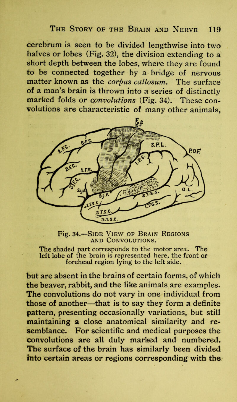 cerebrum is seen to be divided lengthwise into two halves or lobes (Fig. 32), the division extending to a short depth between the lobes, where they are found to be connected together by a bridge of nervous matter known as the corpus callosum. The surface of a man’s brain is thrown into a series of distinctly marked folds or convolutions (Fig. 34). These con- volutions are characteristic of many other animals, The shaded part corresponds to the motor area. The left lobe of the brain is represented here, the front or forehead region lying to the left side. but are absent in the brains of certain forms, of which the beaver, rabbit, and the like animals are examples. The convolutions do not vary in one individual from those of another—that is to say they form a definite pattern, presenting occasionally variations, but still maintaining a close anatomical similarity and re- semblance. For scientific and medical purposes the convolutions are all duly marked and numbered. The surface of the brain has similarly been divided into certain areas or regions corresponding with the