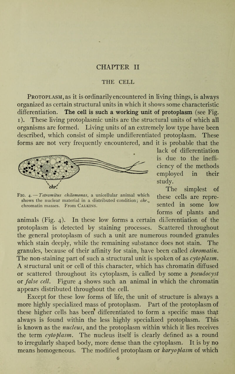 CHAPTER II THE CELL shows the nuclear material in a distributed condition; chr., chromatin masses. From Calkins. Protoplasm, as it is ordinarily encountered in living things, is always organized as certain structural units in which it shows some characteristic differentiation. The cell is such a working unit of protoplasm (see Fig. i). These living protoplasmic units are the structural units of which all organisms are formed. Living units of an extremely low type have been described, which consist of simple undifferentiated protoplasm. These forms are not very frequently encountered, and it is probable that the lack of differentiation is due to the ineffi- ciency of the methods employed in their study. The simplest of these cells are repre- sented in some low forms of plants and animals (Fig. 4). In these low forms a certain differentiation of the protoplasm is detected by staining processes. Scattered throughout the general protoplasm of such a unit are numerous rounded granules which stain deeply, while the remaining substance does not stain. The granules, because of their affinity for stain, have been called chromatin. The non-staining part of such a structural unit is spoken of as cytoplasm. A structural unit or cell of this character, which has chromatin diffused or scattered throughout its cytoplasm, is called by some a pseudocyst or false cell. Figure 4 shows such an animal in which the chromatin appears distributed throughout the cell. Except for these low forms of life, the unit of structure is always a more highly specialized mass of protoplasm. Part of the protoplasm of these higher cells has been’ differentiated to form a specific mass that always is found within the less highly specialized protoplasm. This is known as the nucleus, and the protoplasm within which it lies receives the term cytoplasm. The nucleus itself is clearly defined as a round to irregularly shaped body, more dense than the cytoplasm. It is by no means homogeneous. The modified protoplasm or karyoplasm of which