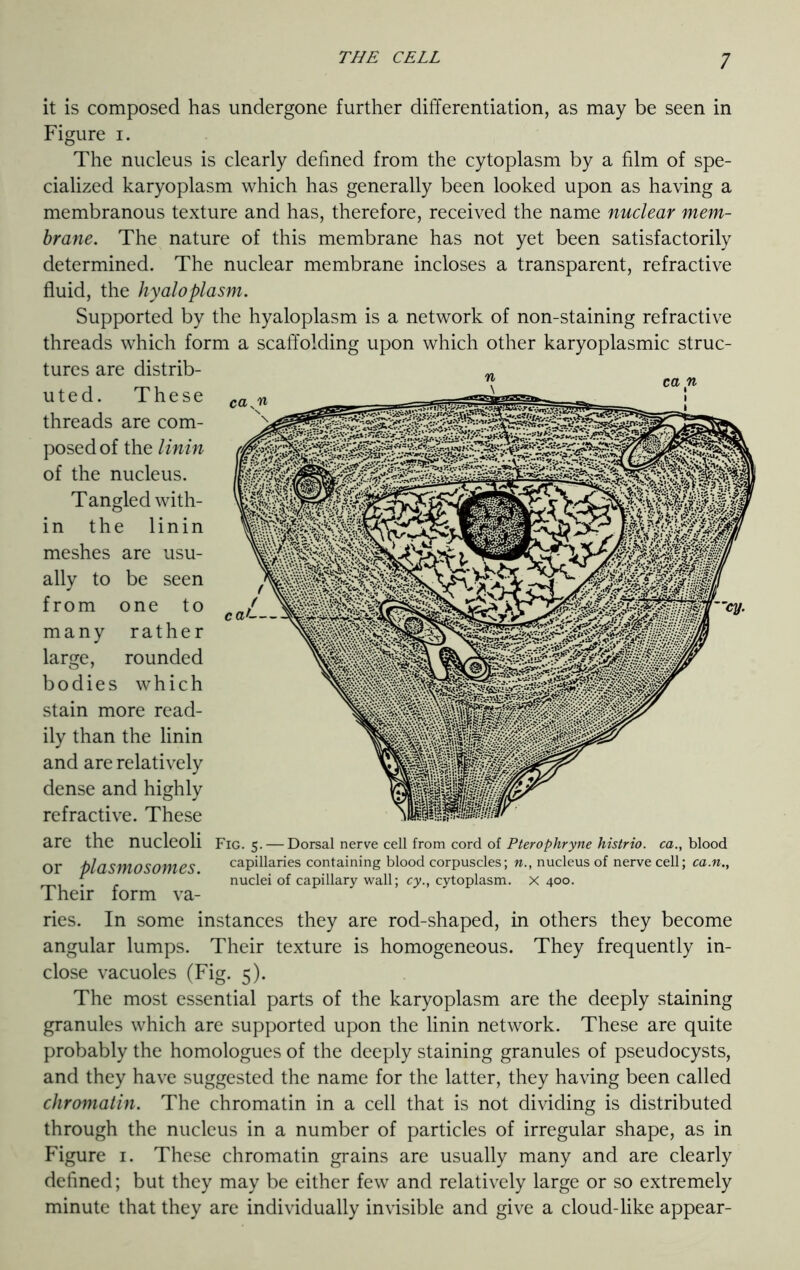 ca n ca^n cat it is composed has undergone further differentiation, as may be seen in Figure i. The nucleus is clearly defined from the cytoplasm by a film of spe- cialized karyoplasm which has generally been looked upon as having a membranous texture and has, therefore, received the name nuclear mem- brane. The nature of this membrane has not yet been satisfactorily determined. The nuclear membrane incloses a transparent, refractive fluid, the hyaloplasm. Supported by the hyaloplasm is a network of non-staining refractive threads which form a scaffolding upon which other karyoplasmic struc- tures are distrib- uted. These threads are com- posed of the linin of the nucleus. Tangled with- in the linin meshes are usu- ally to be seen from one to many rather large, rounded bodies which stain more read- ily than the linin and are relatively dense and highly refractive. These are the nucleoli or plasmosomes. Their form va- ries. In some instances they are rod-shaped, in others they become angular lumps. Their texture is homogeneous. They frequently in- close vacuoles (Fig. 5). The most essential parts of the karyoplasm are the deeply staining granules which are supported upon the linin network. These are quite probably the homologues of the deeply staining granules of pseudocysts, and they have suggested the name for the latter, they having been called chromatin. The chromatin in a cell that is not dividing is distributed through the nucleus in a number of particles of irregular shape, as in Figure 1. These chromatin grains are usually many and are clearly defined; but they may be either few and relatively large or so extremely minute that they are individually invisible and give a cloud-like appear- Fig. 5. — Dorsal nerve cell from cord of Pterophryne histrio. ca., blood capillaries containing blood corpuscles; n., nucleus of nerve cell; ca.n., nuclei of capillary wall; cy., cytoplasm, x 400.