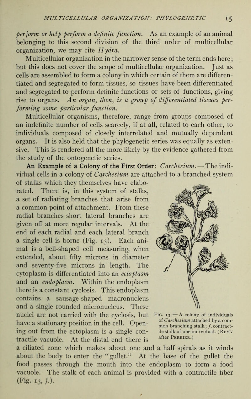 perjorm or help perform a definite function. As an example of an animal belonging to this second division of the third order of multicellular organization, we may cite Hydra. Multicellular organization in the narrower sense of the term ends here; but this does not cover the scope of multicellular organization. Just as cells are assembled to form a colony in which certain of them are differen- tiated and segregated to form tissues, so tissues have been differentiated and segregated to perform definite functions or sets of functions, giving rise to organs. An organ, then, is a group of differentiated tissues per- forming some particular function. Multicellular organisms, therefore, range from groups composed of an indefinite number of cells scarcely, if at all, related to each other, to individuals composed of closely interrelated and mutually dependent organs. It is also held that the phylogenetic series was equally as exten- sive. This is rendered all the more likely by the evidence gathered from the study of the ontogenetic series. An Example of a Colony of the First Order: Carchesium.— The indi- vidual cells in a colony of Carchesium are attached to a branched system of stalks which they themselves have elabo- rated. There is, in this system of stalks, a set of radiating branches that arise from a common point of attachment. From these radial branches short lateral branches are given off at more regular intervals. At the end of each radial and each lateral branch a single cell is borne (Fig. 13). Each ani- mal is a bell-shaped cell measuring, when extended, about fifty microns in diameter and seventy-five microns in length. The cytoplasm is differentiated into an ectoplasm and an endoplasm. Within the endoplasm there is a constant cyclosis. This endoplasm contains a sausage-shaped macronucleus and a single rounded micronucleus. These nuclei are not carried with the cyclosis, but have a stationary position in the cell. Open- ing out from the ectoplasm is a single con- tractile vacuole. At the distal end there is a ciliated zone which makes about one and a half spirals as it winds about the body to enter the “gullet.” At the base of the gullet the food passes through the mouth into the endoplasm to form a food vacuole. The stalk of each animal is provided with a contractile fiber (Fig. 13, /•). Fig. 13. — A colony of individuals of Carchesium attached by a com- mon branching stalk; /, contract- ile stalk of one individual. (Remy after Perrier.)