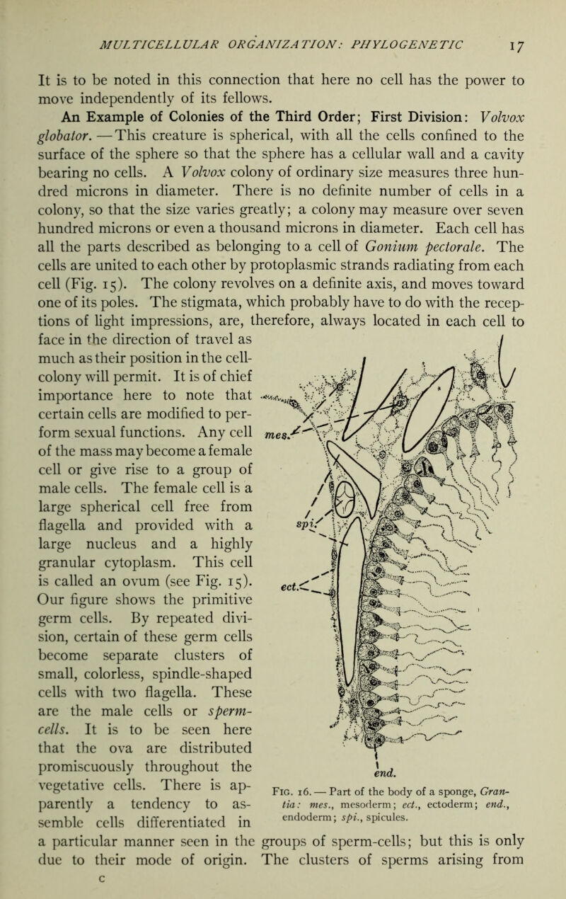 mes: It is to be noted in this connection that here no cell has the power to move independently of its fellows. An Example of Colonies of the Third Order; First Division: Volvox globator. —This creature is spherical, with all the cells confined to the surface of the sphere so that the sphere has a cellular wall and a cavity bearing no cells. A Volvox colony of ordinary size measures three hun- dred microns in diameter. There is no definite number of cells in a colony, so that the size varies greatly; a colony may measure over seven hundred microns or even a thousand microns in diameter. Each cell has all the parts described as belonging to a cell of Gonium pectorale. The cells are united to each other by protoplasmic strands radiating from each cell (Fig. 15). The colony revolves on a definite axis, and moves toward one of its poles. The stigmata, which probably have to do with the recep- tions of light impressions, are, therefore, always located in each cell to face in the direction of travel as much as their position in the cell- colony will permit. It is of chief importance here to note that certain cells are modified to per- form sexual functions. Any cell of the mass may become a female cell or give rise to a group of male cells. The female cell is a large spherical cell free from flagella and provided with a large nucleus and a highly granular cytoplasm. This cell is called an ovum (see Fig. 15). Our figure shows the primitive germ cells. By repeated divi- sion, certain of these germ cells become separate clusters of small, colorless, spindle-shaped cells with two flagella. These are the male cells or sperm- cells. It is to be seen here that the ova are distributed promiscuously throughout the vegetative cells. There is ap- parently a tendency to as- semble cells differentiated in a particular manner seen in the groups of sperm-cells; but this is only due to their mode of origin. The clusters of sperms arising from end. Fig. 16. — Part of the body of a sponge, Gran- tia: mes., mesoderm; ect., ectoderm; end., endoderm; spi., spicules.