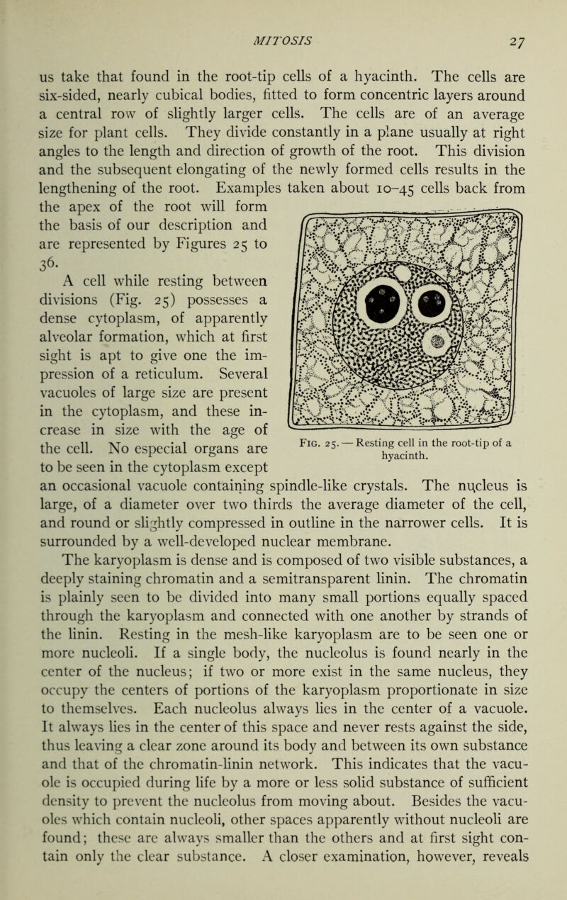 us take that found in the root-tip cells of a hyacinth. The cells are six-sided, nearly cubical bodies, fitted to form concentric layers around a central row of slightly larger cells. The cells are of an average size for plant cells. They divide constantly in a plane usually at right angles to the length and direction of growth of the root. This division and the subsequent elongating of the newly formed cells results in the lengthening of the root. Examples taken about 10-45 ce^s back from the apex of the root will form the basis of our description and are represented by Figures 25 to 36- A cell while resting between divisions (Fig. 25) possesses a dense cytoplasm, of apparently alveolar formation, which at first sight is apt to give one the im- pression of a reticulum. Several vacuoles of large size are present in the cytoplasm, and these in- crease in size with the age of the cell. No especial organs are to be seen in the cytoplasm except an occasional vacuole containing spindle-like crystals. The nucleus is large, of a diameter over two thirds the average diameter of the cell, and round or slightly compressed in outline in the narrower cells. It is surrounded by a well-developed nuclear membrane. The karyoplasm is dense and is composed of two visible substances, a deeply staining chromatin and a semitransparent linin. The chromatin is plainly seen to be divided into many small portions equally spaced through the karyoplasm and connected with one another by strands of the linin. Resting in the mesh-like karyoplasm are to be seen one or more nucleoli. If a single body, the nucleolus is found nearly in the center of the nucleus; if two or more exist in the same nucleus, they occupy the centers of portions of the karyoplasm proportionate in size to themselves. Each nucleolus always lies in the center of a vacuole. It always lies in the center of this space and never rests against the side, thus leaving a clear zone around its body and between its own substance and that of the chromatin-linin network. This indicates that the vacu- ole is occupied during life by a more or less solid substance of sufficient density to prevent the nucleolus from moving about. Besides the vacu- oles which contain nucleoli, other spaces apparently without nucleoli are found; these are always smaller than the others and at first sight con- tain only the clear substance. A closer examination, however, reveals