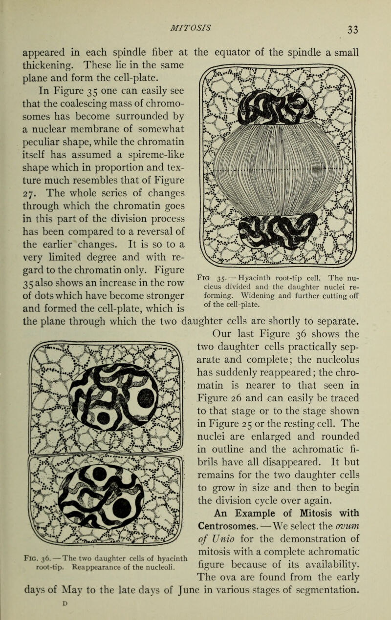 f: jp Fig 35. — Hyacinth root-tip cell. The nu- cleus divided and the daughter nuclei re- forming. Widening and further cutting off of the cell-plate. appeared in each spindle fiber at the equator of the spindle a small thickening. These lie in the same plane and form the cell-plate. In Figure 35 one can easily see that the coalescing mass of chromo- somes has become surrounded by a nuclear membrane of somewhat peculiar shape, while the chromatin itself has assumed a spireme-like shape which in proportion and tex- ture much resembles that of Figure 27. The whole series of changes through which the chromatin goes in this part of the division process has been compared to a reversal of the earlier changes. It is so to a very limited degree and with re- gard to the chromatin only. Figure 35 also shows an increase in the row of dots which have become stronger and formed the cell-plate, which is the plane through which the two daughter cells are shortly to separate. Our last Figure 36 shows the two daughter cells practically sep- arate and complete; the nucleolus has suddenly reappeared; the chro- matin is nearer to that seen in Figure 26 and can easily be traced to that stage or to the stage shown in Figure 25 or the resting cell. The nuclei are enlarged and rounded in outline and the achromatic fi- brils have all disappeared. It but remains for the two daughter cells to grow in size and then to begin the division cycle over again. An Example of Mitosis with Centrosomes. —We select the ovum of Unio for the demonstration of mitosis with a complete achromatic figure because of its availability. The ova are found from the early days of May to the late days of June in various stages of segmentation. U.i ,» i a Fig. 36.—The two daughter cells of hyacinth root-tip. Reappearance of the nucleoli.