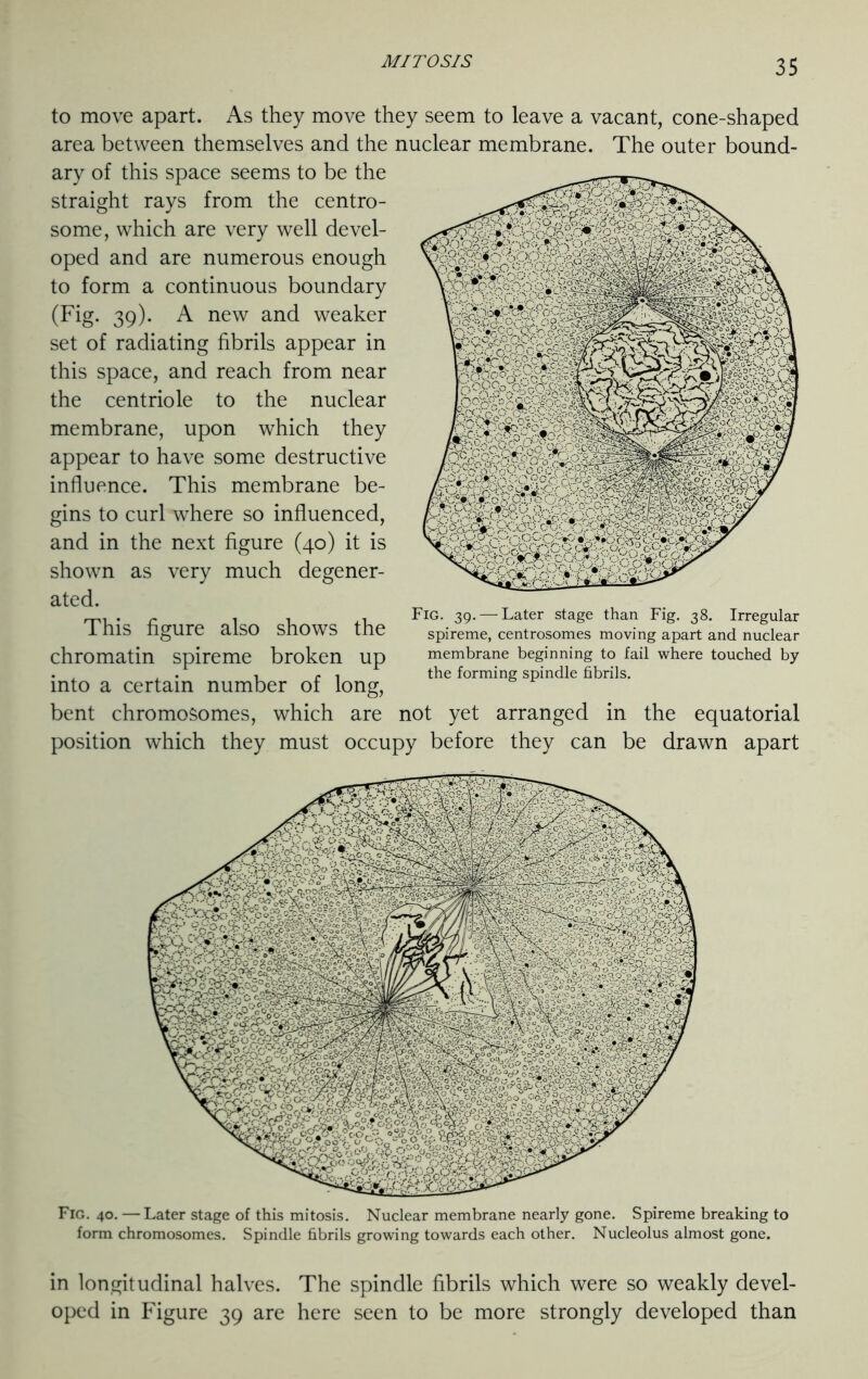 to move apart. As they move they seem to leave a vacant, cone-shaped area between themselves and the nuclear membrane. The outer bound- ary of this space seems to be the straight rays from the centro- some, which are very well devel- oped and are numerous enough to form a continuous boundary (Fig. 39). A new and weaker set of radiating fibrils appear in this space, and reach from near the centriole to the nuclear membrane, upon which they appear to have some destructive influence. This membrane be- gins to curl where so influenced, and in the next figure (40) it is shown as very much degener- ated. This figure also shows the chromatin spireme broken up into a certain number of long, bent chromosomes, which are not yet arranged in the equatorial position which they must occupy before they can be drawn apart Fig. 40. —Later stage of this mitosis. Nuclear membrane nearly gone. Spireme breaking to form chromosomes. Spindle fibrils growing towards each other. Nucleolus almost gone. in longitudinal halves. The spindle fibrils which were so weakly devel- oped in Figure 39 are here seen to be more strongly developed than Fig. 39. — Later stage than Fig. 38. Irregular spireme, centrosomes moving apart and nuclear membrane beginning to fail where touched by the forming spindle fibrils.