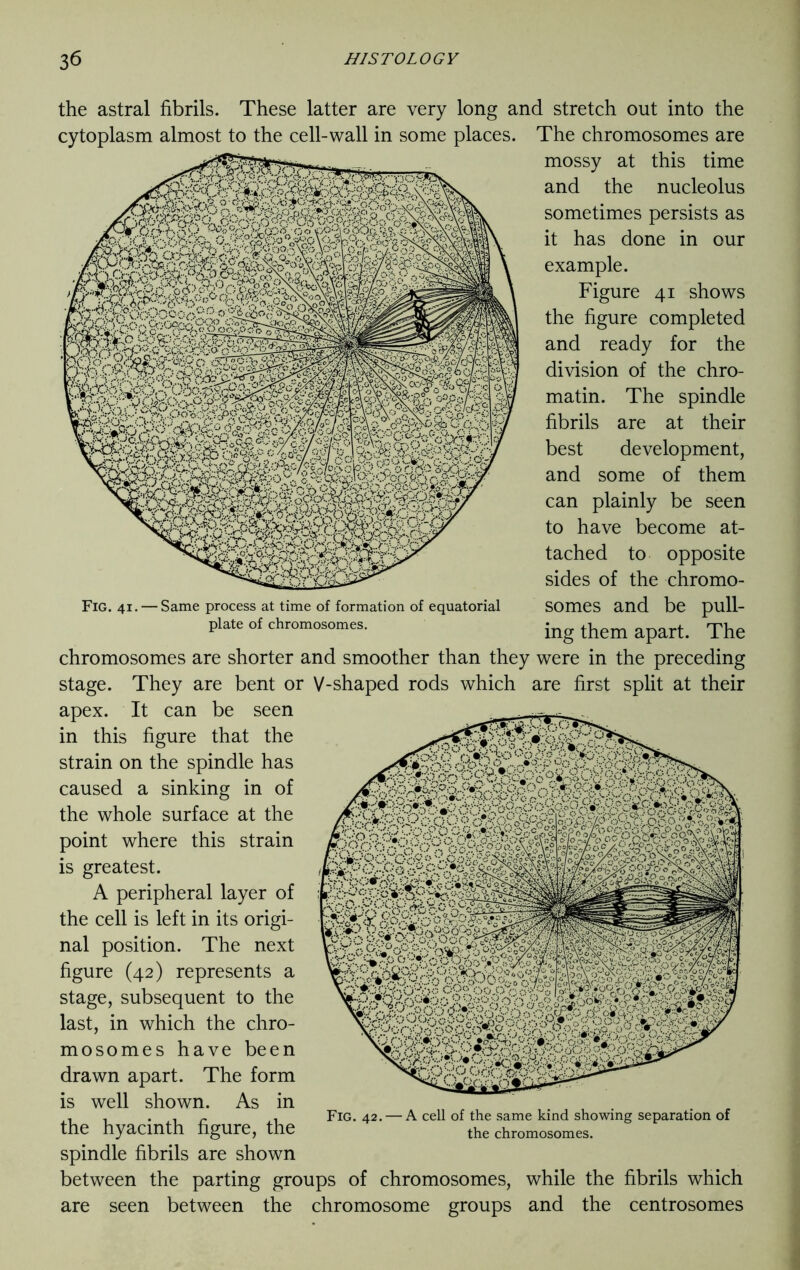 the astral fibrils. These latter are very long and stretch out into the cytoplasm almost to the cell-wall in some places. The chromosomes are mossy at this time and the nucleolus sometimes persists as it has done in our example. Figure 41 shows the figure completed and ready for the division of the chro- matin. The spindle fibrils are at their best development, and some of them can plainly be seen to have become at- tached to opposite sides of the chromo- somes and be pull- ing them apart. The chromosomes are shorter and smoother than they were in the preceding stage. They are bent or V-shaped rods which are first split at their apex. It can be seen in this figure that the strain on the spindle has caused a sinking in of the whole surface at the point where this strain is greatest. A peripheral layer of the cell is left in its origi- nal position. The next figure (42) represents a stage, subsequent to the last, in which the chro- mosomes have been drawn apart. The form is well shown. As in the hyacinth figure, the spindle fibrils are shown between the parting groups of chromosomes, while the fibrils which are seen between the chromosome groups and the centrosomes Fig. 42. — A cell of the same kind showing separation of the chromosomes.