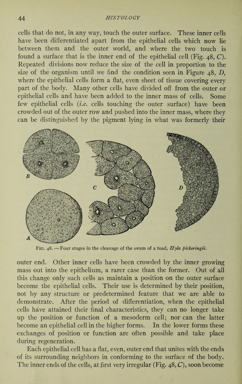 cells that do not, in any way, touch the outer surface. These inner cells have been differentiated apart from the epithelial cells which now lie between them and the outer world, and where the two touch is found a surface that is the inner end of the epithelial cell (Fig. 48, C). Repeated divisions now reduce the size of the cell in proportion to the size of the organism until we find the condition seen in Figure 48, D, where the epithelial cells form a flat, even sheet of tissue covering every part of the body. Many other cells have divided off from the outer or epithelial cells and have been added to the inner mass of cells. Some few epithelial cells (i.e. cells touching the outer surface) have been crowded out of the outer row and pushed into the inner mass, where they can be distinguished by the pigment lying in what was formerly their Fig. 48. —Four stages in the cleavage of the ovum of a toad, Hyla pickeringii. outer end. Other inner cells have been crowded by the inner growing mass out into the epithelium, a rarer case than the former. Out of all this change only such cells as maintain a position on the outer surface become the epithelial cells. Their use is determined by their position, not by any structure or predetermined feature that we are able to demonstrate. After the period of differentiation, when the epithelial cells have attained their final characteristics, they can no longer take up the position or function of a mesoderm cell; nor can the latter become an epithelial cell in the higher forms. In the lower forms these exchanges of position or function are often possible and take place during regeneration. Each epithelial cell has a flat, even, outer end that unites with the ends of its surrounding neighbors in conforming to the surface of the body. The inner ends of the cells, at first very irregular (Fig. 48, C), soon become