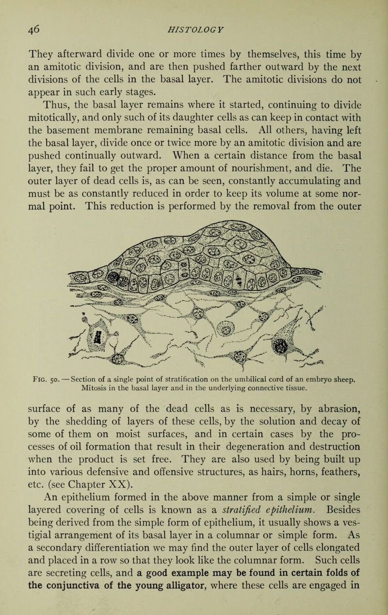 They afterward divide one or more times by themselves, this time by an amitotic division, and are then pushed farther outward by the next divisions of the cells in the basal layer. The amitotic divisions do not appear in such early stages. Thus, the basal layer remains where it started, continuing to divide mitotically, and only such of its daughter cells as can keep in contact with the basement membrane remaining basal cells. All others, having left the basal layer, divide once or twice more by an amitotic division and are pushed continually outward. When a certain distance from the basal layer, they fail to get the proper amount of nourishment, and die. The outer layer of dead cells is, as can be seen, constantly accumulating and must be as constantly reduced in order to keep its volume at some nor- mal point. This reduction is performed by the removal from the outer Fig. 50. — Section of a single point of stratification on the umbilical cord of an embryo sheep. Mitosis in the basal layer and in the underlying connective tissue. surface of as many of the dead cells as is necessary, by abrasion, by the shedding of layers of these cells, by the solution and decay of some of them on moist surfaces, and in certain cases by the pro- cesses of oil formation that result in their degeneration and destruction when the product is set free. They are also used by being built up into various defensive and offensive structures, as hairs, horns, feathers, etc. (see Chapter XX). An epithelium formed in the above manner from a simple or single layered covering of cells is known as a stratified epithelium. Besides being derived from the simple form of epithelium, it usually shows a ves- tigial arrangement of its basal layer in a columnar or simple form. As a secondary differentiation we may find the outer layer of cells elongated and placed in a row so that they look like the columnar form. Such cells are secreting cells, and a good example may be found in certain folds of the conjunctiva of the young alligator, where these cells are engaged in