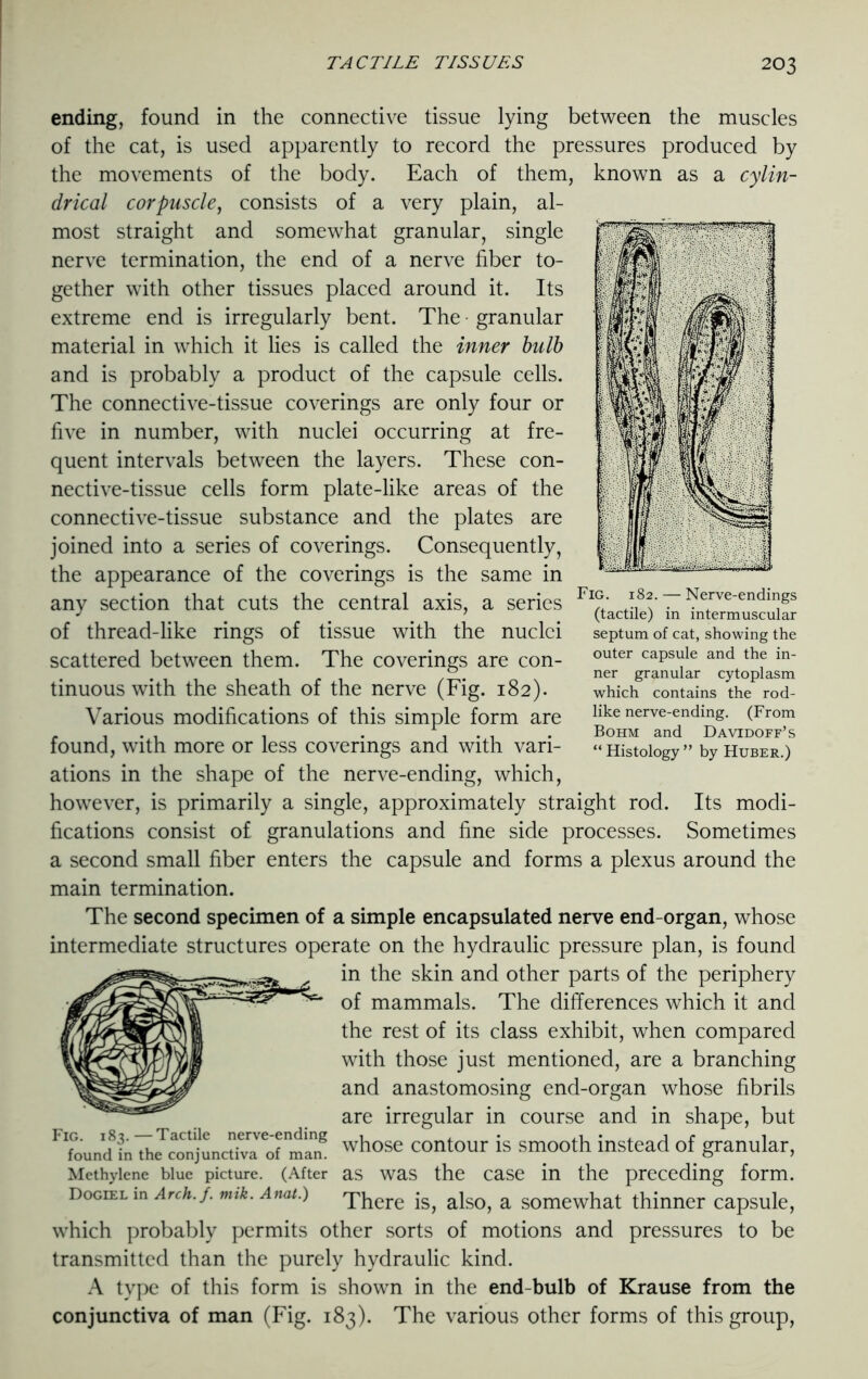 ending, found in the connective tissue lying between the muscles of the cat, is used apparently to record the pressures produced by the movements of the body. Each of them, known as a cylin- drical corpuscle, consists of a very plain, al- most straight and somewhat granular, single nerve termination, the end of a nerve fiber to- gether with other tissues placed around it. Its extreme end is irregularly bent. The granular material in which it lies is called the inner bulb and is probably a product of the capsule cells. The connective-tissue coverings are only four or five in number, with nuclei occurring at fre- quent intervals between the layers. These con- nective-tissue cells form plate-like areas of the connective-tissue substance and the plates are joined into a series of coverings. Consequently, the appearance of the coverings is the same in any section that cuts the central axis, a series Fl£' ^^. — Nerve-endings J # 7 m (tactile) in intermuscular of thread-like rings of tissue with the nuclei septum of cat, showing the scattered between them. The coverings are con- outer capside and thf in- . s ci /?>• \ ner granular cytoplasm tinuous with the sheath of the nerve (Fig. 182). which contains the rod- Various modifications of this simple form are like nerve-ending. (From .... . . • Bohm and Davidoff’s found, with more or less coverings and with van- “Histology” by Huber.) ations in the shape of the nerve-ending, which, however, is primarily a single, approximately straight rod. Its modi- fications consist of granulations and fine side processes. Sometimes a second small fiber enters the capsule and forms a plexus around the main termination. The second specimen of a simple encapsulated nerve end-organ, whose intermediate structures operate on the hydraulic pressure plan, is found in the skin and other parts of the periphery of mammals. The differences which it and the rest of its class exhibit, when compared with those just mentioned, are a branching and anastomosing end-organ whose fibrils are irregular in course and in shape, but houndln^c^unrt^Tman8 whose contour is smooth instead of granular, Methylene blue picture. (After as was the case in the preceding form. Dogiel in Arch./, mik. Ana,.) There iS) als0j a somewhat thinner capsule, which probably permits other sorts of motions and pressures to be transmitted than the purely hydraulic kind. A type of this form is shown in the end-bulb of Krause from the conjunctiva of man (Fig. 183). The various other forms of this group,