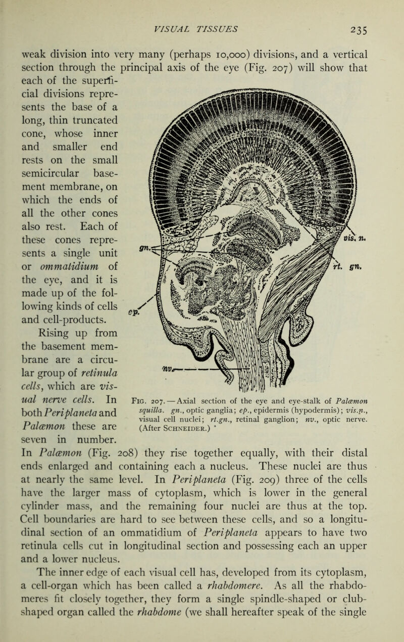 weak division into very many (perhaps 10,000) divisions, and a vertical section through the principal axis of the eye (Fig. 207) will show that each of the superfi- cial divisions repre- sents the base of a long, thin truncated cone, whose inner and smaller end rests on the small semicircular base- ment membrane, on which the ends of all the other cones also rest. Each of these cones repre- sents a single unit or ommatidium of the eye, and it is made up of the fol- lowing kinds of cells and cell-products. Rising up from the basement mem- brane are a circu- lar group of retinula cells, wThich are vis- ual nerve cells. In both Periplaneta and Palcemon these are seven in number. In Palcemon (Fig. 208) they rise together equally, with their distal ends enlarged and containing each a nucleus. These nuclei are thus at nearly the same level. In Periplaneta (Fig. 209) three of the cells have the larger mass of cytoplasm, which is lower in the general cylinder mass, and the remaining four nuclei are thus at the top. Cell boundaries are hard to see between these cells, and so a longitu- dinal section of an ommatidium of Periplaneta appears to have two retinula cells cut in longitudinal section and possessing each an upper and a lower nucleus. The inner edge of each visual cell has, developed from its cytoplasm, a cell-organ which has been called a rhabdomere. As all the rhabdo- meres fit closely together, they form a single spindle-shaped or club- shaped organ called the rhabdome (we shall hereafter speak of the single Fig. 207. — Axial section of the eye and eye-stalk of Palamon squilla. gn., optic ganglia; ep., epidermis (hypodermis); vis.n., visual cell nuclei; rt.gn., retinal ganglion; nv., optic nerve. (After Schneider.) *