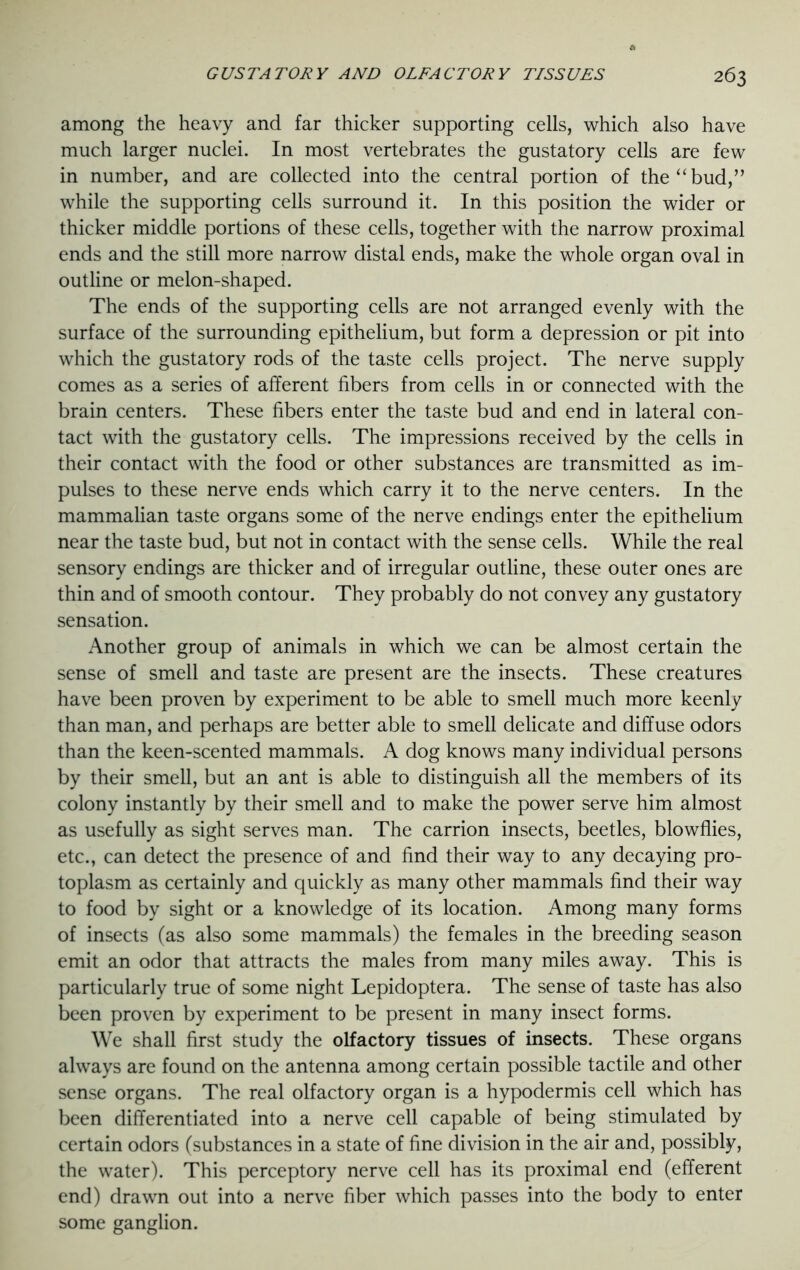 among the heavy and far thicker supporting cells, which also have much larger nuclei. In most vertebrates the gustatory cells are few in number, and are collected into the central portion of the “bud,” while the supporting cells surround it. In this position the wider or thicker middle portions of these cells, together with the narrow proximal ends and the still more narrow distal ends, make the whole organ oval in outline or melon-shaped. The ends of the supporting cells are not arranged evenly with the surface of the surrounding epithelium, but form a depression or pit into which the gustatory rods of the taste cells project. The nerve supply comes as a series of afferent fibers from cells in or connected with the brain centers. These fibers enter the taste bud and end in lateral con- tact with the gustatory cells. The impressions received by the cells in their contact with the food or other substances are transmitted as im- pulses to these nerve ends which carry it to the nerve centers. In the mammalian taste organs some of the nerve endings enter the epithelium near the taste bud, but not in contact with the sense cells. While the real sensory endings are thicker and of irregular outline, these outer ones are thin and of smooth contour. They probably do not convey any gustatory sensation. Another group of animals in which we can be almost certain the sense of smell and taste are present are the insects. These creatures have been proven by experiment to be able to smell much more keenly than man, and perhaps are better able to smell delicate and diffuse odors than the keen-scented mammals. A dog knows many individual persons by their smell, but an ant is able to distinguish all the members of its colony instantly by their smell and to make the power serve him almost as usefully as sight serves man. The carrion insects, beetles, blowflies, etc., can detect the presence of and find their way to any decaying pro- toplasm as certainly and quickly as many other mammals find their way to food by sight or a knowledge of its location. Among many forms of insects (as also some mammals) the females in the breeding season emit an odor that attracts the males from many miles away. This is particularly true of some night Lepidoptera. The sense of taste has also been proven by experiment to be present in many insect forms. We shall first study the olfactory tissues of insects. These organs always are found on the antenna among certain possible tactile and other sense organs. The real olfactory organ is a hypodermis cell which has been differentiated into a nerve cell capable of being stimulated by certain odors (substances in a state of fine division in the air and, possibly, the water). This perceptory nerve cell has its proximal end (efferent end) drawn out into a nerve fiber which passes into the body to enter some ganglion.