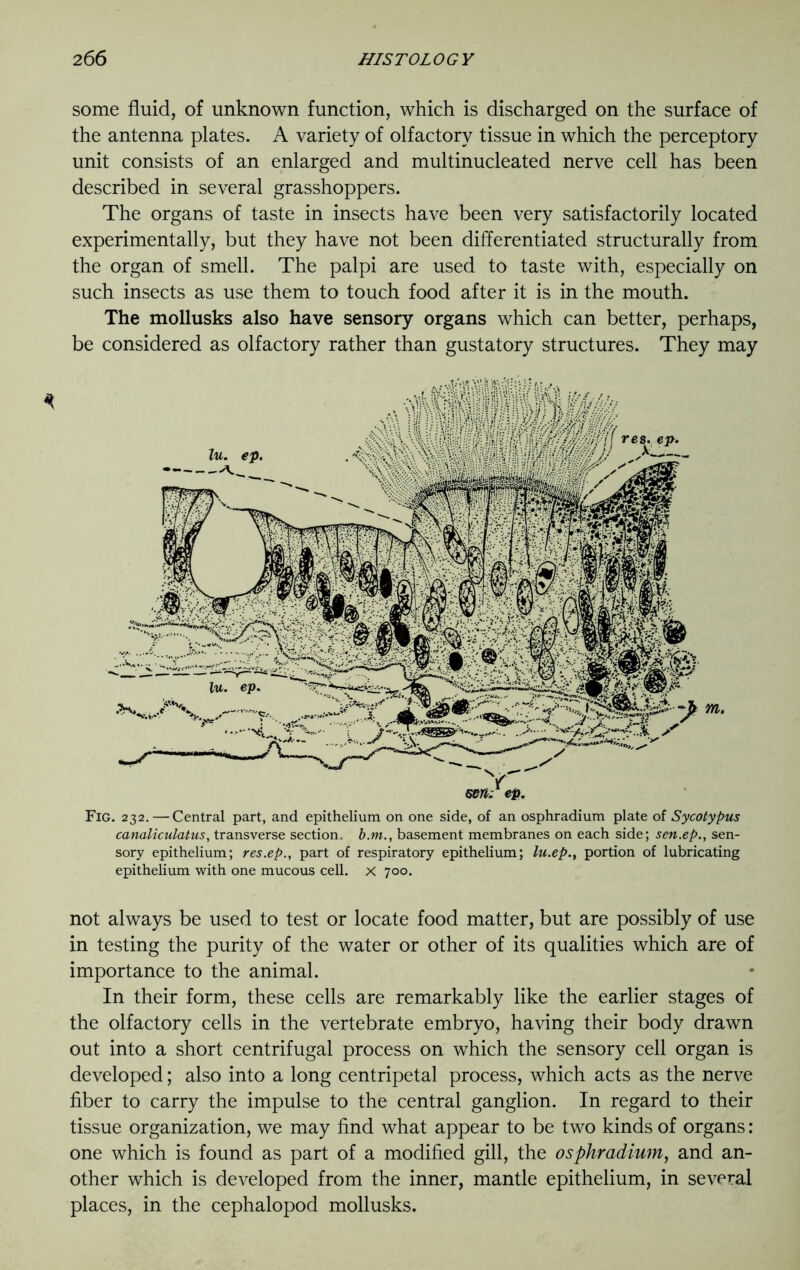 some fluid, of unknown function, which is discharged on the surface of the antenna plates. A variety of olfactory tissue in which the perceptory unit consists of an enlarged and multinucleated nerve cell has been described in several grasshoppers. The organs of taste in insects have been very satisfactorily located experimentally, but they have not been differentiated structurally from the organ of smell. The palpi are used to taste with, especially on such insects as use them to touch food after it is in the mouth. The mollusks also have sensory organs which can better, perhaps, be considered as olfactory rather than gustatory structures. They may Fig. 232. — Central part, and epithelium on one side, of an osphradium plate of Sycotypus canaliculatus, transverse section, b.m., basement membranes on each side; sen.ep., sen- sory epithelium; res.ep., part of respiratory epithelium; lu.ep., portion of lubricating epithelium with one mucous cell. X 700. not always be used to test or locate food matter, but are possibly of use in testing the purity of the water or other of its qualities which are of importance to the animal. In their form, these cells are remarkably like the earlier stages of the olfactory cells in the vertebrate embryo, having their body drawn out into a short centrifugal process on which the sensory cell organ is developed; also into a long centripetal process, which acts as the nerve fiber to carry the impulse to the central ganglion. In regard to their tissue organization, we may find what appear to be two kinds of organs: one which is found as part of a modified gill, the osphradium, and an- other which is developed from the inner, mantle epithelium, in several places, in the cephalopod mollusks.