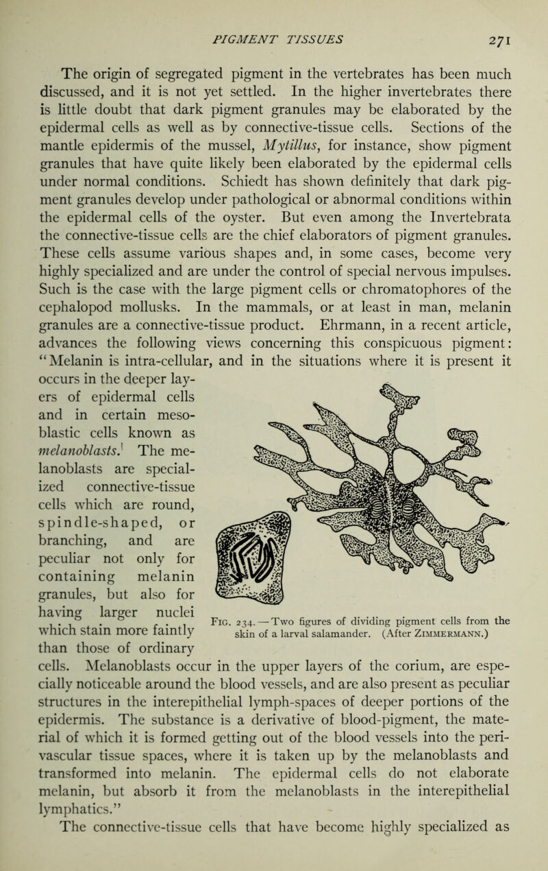 The origin of segregated pigment in the vertebrates has been much discussed, and it is not yet settled. In the higher invertebrates there is little doubt that dark pigment granules may be elaborated by the epidermal cells as well as by connective-tissue cells. Sections of the mantle epidermis of the mussel, Mytillus, for instance, show pigment granules that have quite likely been elaborated by the epidermal cells under normal conditions. Schiedt has shown definitely that dark pig- ment granules develop under pathological or abnormal conditions within the epidermal cells of the oyster. But even among the Invertebrata the connective-tissue cells are the chief elaborators of pigment granules. These cells assume various shapes and, in some cases, become very highly specialized and are under the control of special nervous impulses. Such is the case with the large pigment cells or chromatophores of the cephalopod mollusks. In the mammals, or at least in man, melanin granules are a connective-tissue product. Ehrmann, in a recent article, advances the following views concerning this conspicuous pigment: “Melanin is intra-cellular, and in the situations where it is present it occurs in the deeper lay- ers of epidermal cells and in certain meso- blastic cells known as melanoblastsThe me- lanoblasts are special- ized connective-tissue cells which are round, spindle-shaped, or branching, and are peculiar not only for containing melanin granules, but also for having larger nuclei which stain more faintly than those of ordinary cells. Melanoblasts occur in the upper layers of the corium, are espe- cially noticeable around the blood vessels, and are also present as peculiar structures in the interepithelial lymph-spaces of deeper portions of the epidermis. The substance is a derivative of blood-pigment, the mate- rial of which it is formed getting out of the blood vessels into the peri- vascular tissue spaces, where it is taken up by the melanoblasts and transformed into melanin. The epidermal cells do not elaborate melanin, but absorb it from the melanoblasts in the interepithelial lymphatics.” The connective-tissue cells that have become highly specialized as Fig. 234. — Two figures of dividing pigment cells from the skin of a larval salamander. (After Zimmermann.)