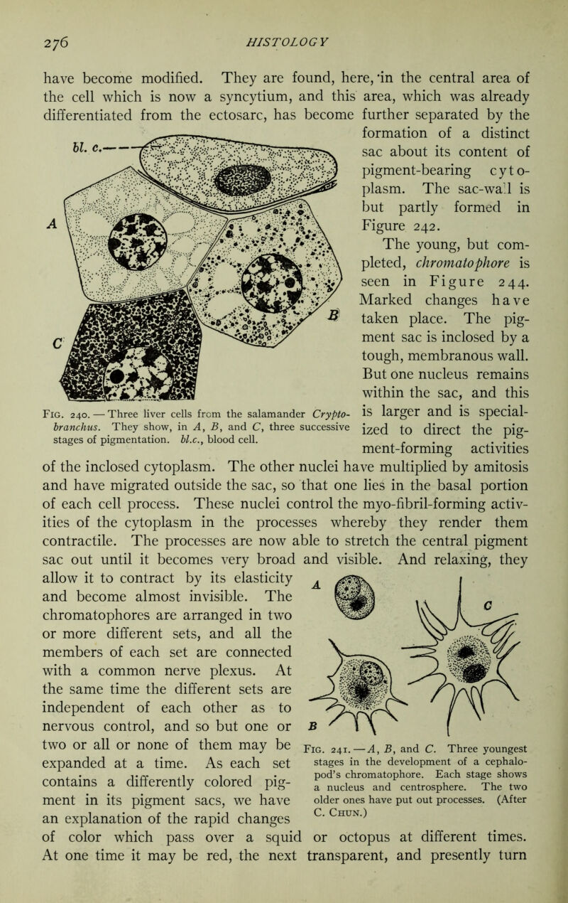 Fig. 240. — Three liver cells from the salamander Crypto- branchus. They show, in A, B, and C, three successive stages of pigmentation, bl.c., blood cell. have become modified. They are found, here, ‘in the central area of the cell which is now a syncytium, and this area, which was already differentiated from the ectosarc, has become further separated by the formation of a distinct bl c. 7sac about its content of pigment-bearing c y t o- plasm. The sac-wall is but partly formed in Figure 242. The young, but com- pleted, chromatophore is seen in Figure 244. Marked changes have taken place. The pig- ment sac is inclosed by a tough, membranous wall. But one nucleus remains within the sac, and this is larger and is special- ized to direct the pig- ment-forming activities of the inclosed cytoplasm. The other nuclei have multiplied by amitosis and have migrated outside the sac, so that one lies in the basal portion of each cell process. These nuclei control the myo-fibril-forming activ- ities of the cytoplasm in the processes whereby they render them contractile. The processes are now able to stretch the central pigment sac out until it becomes very broad and visible. And relaxing, they allow it to contract by its elasticity and become almost invisible. The chromatophores are arranged in two or more different sets, and all the members of each set are connected with a common nerve plexus. At the same time the different sets are independent of each other as to nervous control, and so but one or two or all or none of them may be expanded at a time. As each set contains a differently colored pig- ment in its pigment sacs, we have an explanation of the rapid changes of color which pass over a squid or octopus at different times. At one time it may be red, the next transparent, and presently turn Fig. 241.—A, B, and C. Three youngest stages in the development of a cephalo- pod’s chromatophore. Each stage shows a nucleus and centrosphere. The two older ones have put out processes. (After C. Chun.)