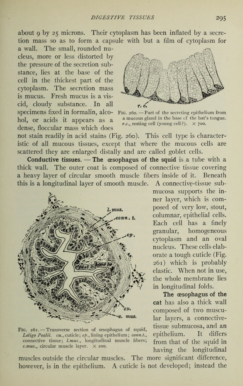 Fig. 260.—Part of the secreting epithelium from a mucous gland in the base of the bat’s tongue. r.c.y resting cell (young cell?). X 700. about 9 by 25 microns. Their cytoplasm has been inflated by a secre- tion mass so as to form a capsule with but a film of cytoplasm for a wall. The small, rounded nu- cleus, more or less distorted by the pressure of the secretion sub- stance, lies at the base of the cell in the thickest part of the cytoplasm. The secretion mass is mucus. Fresh mucus is a vis- cid, cloudy substance. In all specimens fixed in formalin, alco- hol, or acids it appears as a dense, floccular mass which does not stain readily in acid stains (Fig. 260). This cell type is character- istic of all mucous tissues, except that where the mucous cells are scattered they are enlarged distally and are called goblet cells. Conductive tissues. — The oesophagus of the squid is . a tube with a thick wall. The outer coat is composed of connective tissue covering a heavy layer of circular smooth muscle fibers inside of it. Beneath this is a longitudinal layer of smooth muscle. A connective-tissue sub- mucosa supports the in- ner layer, which is com- posed of very low, stout, columnar, epithelial cells. Each cell has a finely granular, homogeneous cytoplasm and an oval nucleus. These cells elab- orate a tough cuticle (Fig. 261) which is probably elastic. When not in use, the whole membrane lies in longitudinal folds. The oesophagus of the cat has also a thick wall composed of two muscu- lar layers, a connective- tissue submucosa, and an epithelium. It differs from that of the squid in having the longitudinal muscles outside the circular muscles. The more significant difference, however, is in the epithelium. A cuticle is not developed; instead the Fig. 261.—Transverse section of oesophagus of squid, Loligo Pealii. cm., cuticle; ep., lining epithelium; conn.t., connective tissue; l.mus., longitudinal muscle fibers; c.mus., circular muscle layer, x 200.