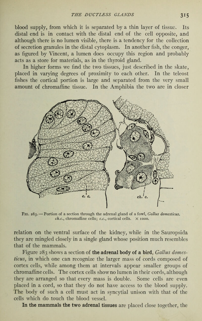 blood supply, from which it is separated by a thin layer of tissue. Its distal end is in contact with the distal end of the cell opposite, and although there is no lumen visible, there is a tendency for the collection of secretion granules in the distal cytoplasm. In another fish, the conger, as figured by Vincent, a lumen does occupy this region and probably acts as a store for materials, as in the thyroid gland. In higher forms we find the two tissues, just described in the skate, placed in varying degrees of proximity to each other. In the teleost fishes the cortical portion is large and separated from the very small amount of chromaffine tissue. In the Amphibia the two are in closer Fig. 283. — Portion of a section through the adrenal gland of a fowl, Gallus domesticus. ch.c.t chromaffine cells; c.c., cortical cells. X 1000. relation on the ventral surface of the kidney, while in the Sauropsida they are mingled closely in a single gland whose position much resembles that of the mammals. Figure 283 shows a section of the adrenal body of a bird, Gallus domes- licus} in which one can recognize the larger mass of cords composed of cortex cells, while among them at intervals appear smaller groups of chromaffine cells. The cortex cells show no lumen in their cords, although they are arranged so that every mass is double. Some cells are even placed in a cord, so that they do not have access to the blood supply. The body of such a cell must act in syncytial unison with that of the cells which do touch the blood vessel. In the mammals the two adrenal tissues are placed close together, the