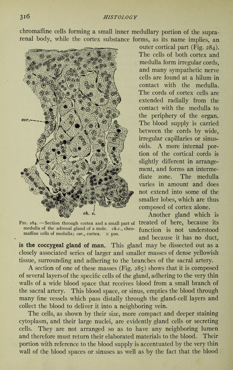 chromaffine cells forming a small inner medullary portion of the supra- renal body, while the cortex substance forms, as its name implies, an outer cortical part (Fig. 284). The cells of both cortex and medulla form irregular cords, and many sympathetic nerve cells are found at a hilum in contact with the medulla. The cords of cortex cells are extended radially from the contact with the medulla to the periphery of the organ. The blood supply is carried between the cords by wide, irregular capillaries or sinus- oids. A more internal por- tion of the cortical cords is slightly different in arrange- ment, and forms an interme- diate zone. The medulla varies in amount and does not extend into some of the smaller lobes, which are thus composed of cortex alone. Another gland which is Fig. 284.—'Section through cortex and a small part of treated of here, because its medulla of the adrenal gland of a mole, ch.c., chro- functi0n is not Understood mafhne cells of medulla; cor., cortex. X 500. . and because it has no duct, is the coccygeal gland of man. This gland may be dissected out as a closely associated series of larger and smaller masses of dense yellowish tissue, surrounding and adhering to the branches of the sacral artery. A section of one of these masses (Fig. 285) shows that it is composed of several layers of the specific cells of the gland, adhering to the very thin walls of a wide blood space that receives blood from a small branch of the sacral artery. This blood space, or sinus, empties the blood through many fine vessels which pass distally through the gland-cell layers and collect the blood to deliver it into a neighboring vein. The cells, as shown by their size, more compact and deeper staining cytoplasm, and their large nuclei, are evidently gland cells or secreting cells. They are not arranged so as to have any neighboring lumen and therefore must return their elaborated materials to the blood. Their portion with reference to the blood supply is accentuated by the very thin wall of the blood spaces or sinuses as well as by the fact that the blood