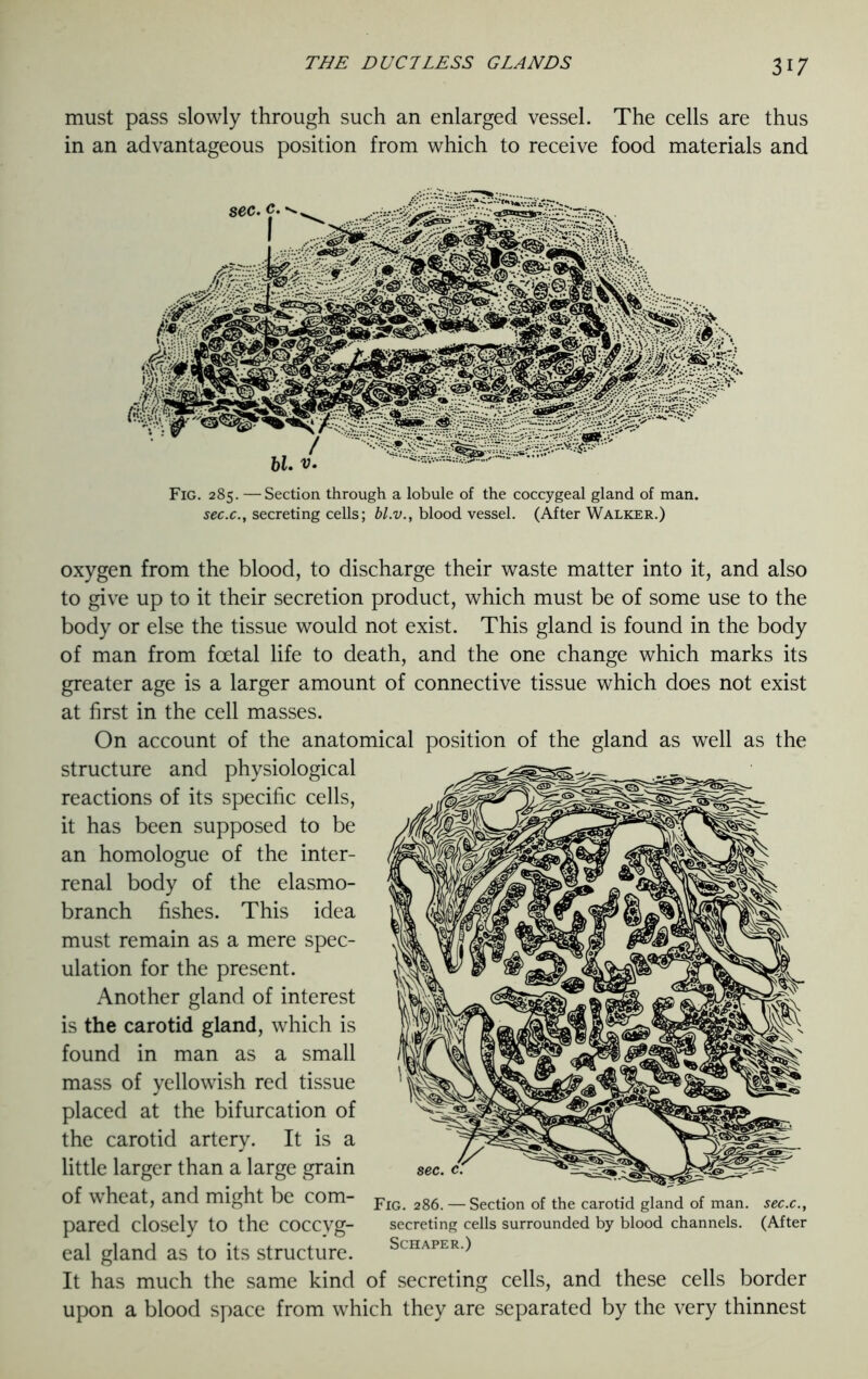 must pass slowly through such an enlarged vessel. The cells are thus in an advantageous position from which to receive food materials and Fig. 285. —Section through a lobule of the coccygeal gland of man. sec.c., secreting cells; bl.v., blood vessel. (After Walker.) oxygen from the blood, to discharge their waste matter into it, and also to give up to it their secretion product, which must be of some use to the body or else the tissue would not exist. This gland is found in the body of man from foetal life to death, and the one change which marks its greater age is a larger amount of connective tissue which does not exist at first in the cell masses. On account of the anatomical position of the gland as well as the structure and physiological reactions of its specific cells, it has been supposed to be an homologue of the inter- renal body of the elasmo- branch fishes. This idea must remain as a mere spec- ulation for the present. Another gland of interest is the carotid gland, which is found in man as a small mass of yellowish red tissue placed at the bifurcation of the carotid artery. It is a little larger than a large grain of wheat, and might be com- pared closely to the coccyg- eal gland as to its structure. It has much the same kind of secreting cells, and these cells border upon a blood space from which they are separated by the very thinnest Fig. 286. — Section of the carotid gland of man. sec.c., secreting cells surrounded by blood channels. (After Schaper.)