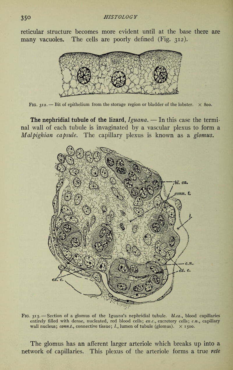 reticular structure becomes more evident until at the base there are many vacuoles. The cells are poorly defined (Fig. 312). Fig. 312. — Bit of epithelium from the storage region or bladder of the lobster. X 800. The nephridial tubule of the lizard, Iguana. — In this case the termi- nal wall of each tubule is invaginated by a vascular plexus to form a Malpighian capsule. The capillary plexus is known as a glomus. Fig. 313. — Section of a glomus of the Iguana’s nephridial tubule, bl.ca., blood capillaries entirely filled with dense, nucleated, red blood cells; ex.c., excretory cells; c.n., capillary wall nucleus; conn.t., connective tissue; /., lumen of tubule (glomus). X 1500. The glomus has an afferent larger arteriole which breaks up into a network of capillaries. This plexus of the arteriole forms a true rete