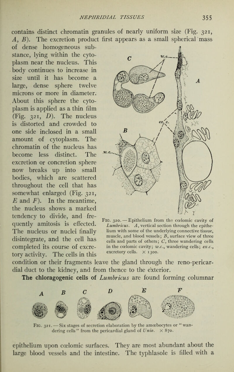 contains distinct chromatin granules of nearly uniform size (Fig. 321, A, B). The excretion product first appears as a small spherical mass of dense homogeneous sub- £ stance, lying within the cyto- plasm near the nucleus. This body continues to increase in size until it has become a large, dense sphere twelve microns or more in diameter. About this sphere the cyto- plasm is applied as a thin film (Fig. 321, Z>). The nucleus is distorted and crowded to one side inclosed in a small amount of cytoplasm. The chromatin of the nucleus has become less distinct. The excretion or concretion sphere now breaks up into small bodies, which are scattered throughout the cell that has somewhat enlarged (Fig. 321, E and F). In the meantime, the nucleus shows a marked tendency to divide, and fre- quently amitosis is effected. The nucleus or nuclei finally disintegrate, and the cell has completed its course of excre- tory activity. The cells in this condition or their fragments leave the gland through the reno-pericar- dial duct to the kidney, and from thence to the exterior. The chloragogenic cells of Lumbricus are found forming columnar Fig. 320. — Epithelium from the coelomic cavity of Lumbricus. A, vertical section through the epithe- lium with some of the underlying connective tissue, muscle, and blood vessels; B, surface view of three cells and parts of others; C, three wandering cells in the coelomic cavity; w.c., wandering cells; ex.c., excretory cells. X 1300. Fig. 321. — Six stages of secretion elaboration by the amcebocytes or “ wan- dering cells” from the pericardial gland of Unio. X 870. epithelium upon coelomic surfaces. They are most abundant about the large blood vessels and the intestine. The typhlasole is filled with a