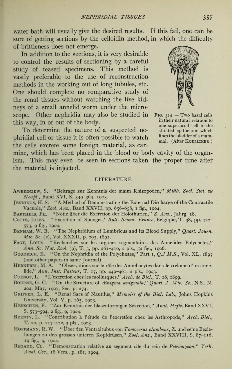 water bath will usually give the desired results. If this fail, one can be sure of getting sections by the celloidin method, in which the difficulty of brittleness does not emerge. In addition to the sections, it is very desirable to control the results of sectioning by a careful study of teased specimens. This method is vastly preferable to the use of reconstruction methods in the working out of long tubules, etc. One should complete no comparative study of the renal tissues without watching the live kid- neys of a small annelid worm under the micro- scope. Other nephridia may also be studied in this way, in or out of the body. To determine the nature of a suspected ne- phridial cell or tissue it is often possible to watch the cells excrete some foreign material, as car- mine, which has been placed in the blood or body cavity of the organ- ism. This may even be seen in sections taken the proper time after the material is injected. Fig. 324. — Two basal cells in their natural relation to one superficial cell in the striated epithelium which lines the bladder of a mam- mal. (After Koelliker.) LITERATURE Awerinzew, S. “Beitrage zur Kenntnis der maim Rhizopoden,” Mitth. Zool. Stat. zu Neapl., Band XVI, S. 349-364, 1903. Jennings, H. S. “A Method of Demonstrating the External Discharge of the Contractile Vacuole,” Zool. Anz., Band XXVII, pp. 656-658, 1 fig., 1904. Barthels, Ph. “Notiz fiber die Excretion der Holothurien,” Z. Anz., Jahrg. 18. Cotte, Jules. “Excretion of Sponges,” Bull. Scient. France, Belgique, T. 38, pp. 420- 573, 9 fig-, *9°4- Benham, W. B. “The Nephridium of Lumbricus and its Blood Supply,” Quart. Journ. Mic. Sc. (2), Vol. XXXII, p. 293, 1891. Fage, Louis. “Recherches sur les organes segmentaires des Annelides Polychetes,” Ann. Sc. Nat. Zool. (9), T. 3, pp. 261-410, 2 pis., 52 fig., 1906. Goodrich, E. “On the Nephridia of the Polychaetes,” Part 1, Q.J.M.S., Vol. XL, 1897 (and other papers in same Journal). Hernebel, M. A. “Observations sur le role des Amcebocytes dans le coelome d’un anne- lide,” Ann. Inst. Pasteur, T. 17, pp. 449-461, 2 pis., 1903. Cuenot, L. “L’excretion chez les mollusques,” Arch, de Biol., T. 16, 1899. Bourne, G. C. “On the Structure of ^Enigma cenigmata,,, Quart. J. Mic. Sc., N.S., N. 202, May, 1907, Sec. p. 274. Griffen, L. E. “Renal Sacs of Nautilus,” Memoirs of the Biol. Lab., Johns Hopkins University, Vol. V, p. 165, 1903. Henschen, F. “Zur Kenntnis der blasenformigen Sekretion,” Anat. Hefte, Band XXVI, S- 573-594, 2 fig., 9, 1904. Brenty, L. “Contribution h l’etude de Pexcretion chez les Arthropods,” Arch. Biol., T. 20, p. 217-422, 3 pis., 1903. Hoffmann, R. W. “ Uber den Ventraltubus von Tomocerus plumbeus, Z. und seine Bezie- hungen zu den grossen unteren Kopfdrfisen,” Zool. Anz., Band XXVIII, S. 87-116, 19 fig., 9, 1904. Regaud, Cl. “Demonstration relative au segment cile du rein de Petromyzon,” Verb. Anat. Ces., 18 Vers., p. 181, 1904.