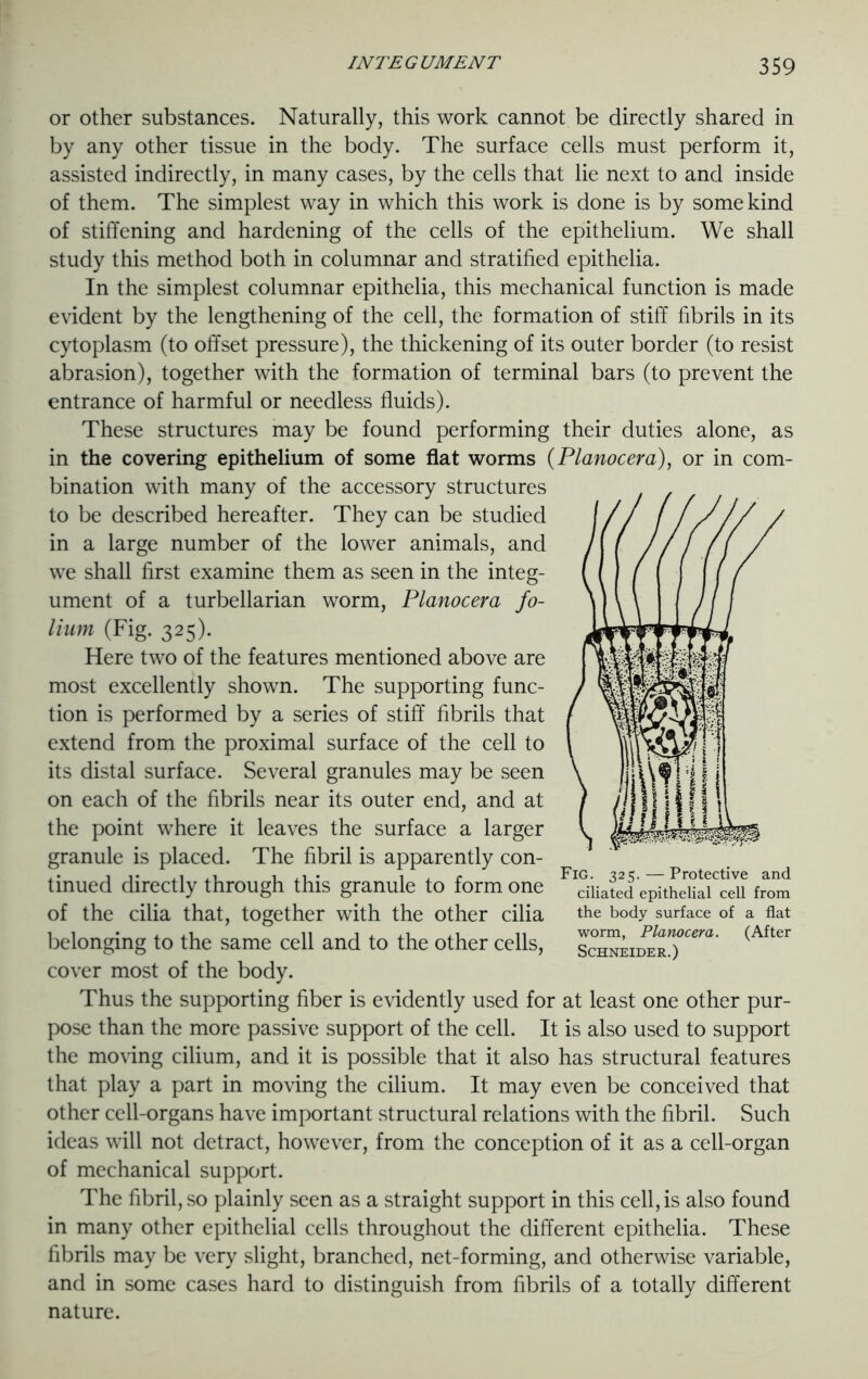 or other substances. Naturally, this work cannot be directly shared in by any other tissue in the body. The surface cells must perform it, assisted indirectly, in many cases, by the cells that lie next to and inside of them. The simplest way in which this work is done is by some kind of stiffening and hardening of the cells of the epithelium. We shall study this method both in columnar and stratified epithelia. In the simplest columnar epithelia, this mechanical function is made evident by the lengthening of the cell, the formation of stiff fibrils in its cytoplasm (to offset pressure), the thickening of its outer border (to resist abrasion), together with the formation of terminal bars (to prevent the entrance of harmful or needless fluids). These structures may be found performing their duties alone, as in the covering epithelium of some flat worms (Planocera), or in com- bination with many of the accessory structures to be described hereafter. They can be studied in a large number of the lower animals, and we shall first examine them as seen in the integ- ument of a turbellarian worm, Planocera fo- lium (Fig. 325). Here two of the features mentioned above are most excellently shown. The supporting func- tion is performed by a series of stiff fibrils that extend from the proximal surface of the cell to its distal surface. Several granules may be seen on each of the fibrils near its outer end, and at the point where it leaves the surface a larger granule is placed. The fibril is apparently con- tinued directly through this granule to form one of the cilia that, together with the other cilia belonging to the same cell and to the other cells, cover most of the body. Thus the supporting fiber is evidently used for at least one other pur- pose than the more passive support of the cell. It is also used to support the moving cilium, and it is possible that it also has structural features that play a part in moving the cilium. It may even be conceived that other cell-organs have important structural relations with the fibril. Such ideas will not detract, however, from the conception of it as a cell-organ of mechanical support. The fibril, so plainly seen as a straight support in this cell, is also found in many other epithelial cells throughout the different epithelia. These fibrils may be very slight, branched, net-forming, and otherwise variable, and in some cases hard to distinguish from fibrils of a totally different nature. Fig. 325. — Protective and ciliated epithelial cell from the body surface of a flat worm, Planocera. (After Schneider.)