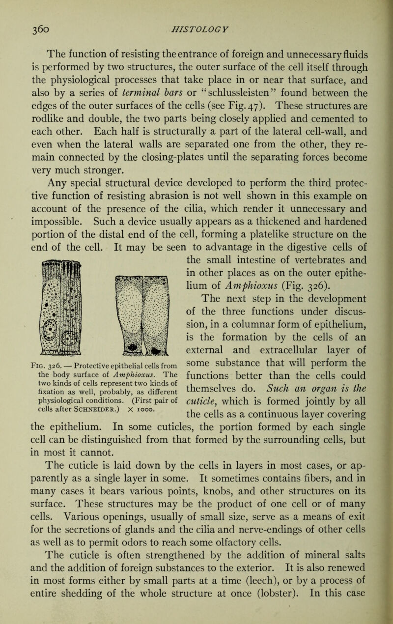 The function of resisting the entrance of foreign and unnecessary fluids is performed by two structures, the outer surface of the cell itself through the physiological processes that take place in or near that surface, and also by a series of terminal bars or “ schlussleisten ” found between the edges of the outer surfaces of the cells (see Fig. 47). These structures are rodlike and double, the two parts being closely applied and cemented to each other. Each half is structurally a part of the lateral cell-wall, and even when the lateral walls are separated one from the other, they re- main connected by the closing-plates until the separating forces become very much stronger. Any special structural device developed to perform the third protec- tive function of resisting abrasion is not well shown in this example on account of the presence of the cilia, which render it unnecessary and impossible. Such a device usually appears as a thickened and hardened portion of the distal end of the cell, forming a platelike structure on the end of the cell. It may be seen to advantage in the digestive cells of the small intestine of vertebrates and in other places as on the outer epithe- lium of Amphioxus (Fig. 326). The next step in the development of the three functions under discus- sion, in a columnar form of epithelium, is the formation by the cells of an external and extracellular layer of some substance that will perform the functions better than the cells could themselves do. Such an organ is the cuticle, which is formed jointly by all the cells as a continuous layer covering the epithelium. In some cuticles, the portion formed by each single cell can be distinguished from that formed by the surrounding cells, but in most it cannot. The cuticle is laid down by the cells in layers in most cases, or ap- parently as a single layer in some. It sometimes contains fibers, and in many cases it bears various points, knobs, and other structures on its surface. These structures may be the product of one cell or of many cells. Various openings, usually of small size, serve as a means of exit for the secretions of glands and the cilia and nerve-endings of other cells as well as to permit odors to reach some olfactory cells. The cuticle is often strengthened by the addition of mineral salts and the addition of foreign substances to the exterior. It is also renewed in most forms either by small parts at a time (leech), or by a process of entire shedding of the whole structure at once (lobster). In this case Fig. 326. — Protective epithelial cells from the body surface of Amphioxus. The two kinds of cells represent two kinds of fixation as well, probably, as different physiological conditions. (First pair of cells after Schneider.) x iooo.