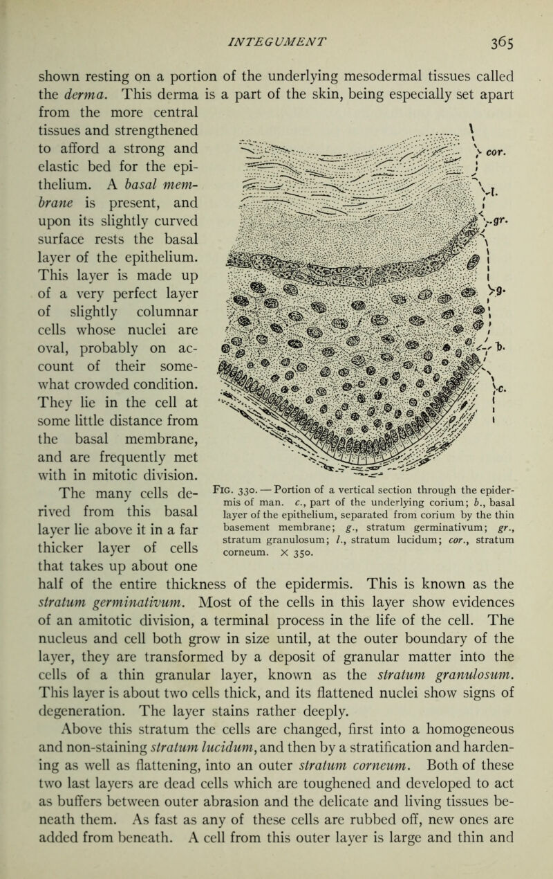 shown resting on a portion of the underlying mesodermal tissues called the derma. This derma is a part of the skin, being especially set apart from the more central tissues and strengthened to afford a strong and elastic bed for the epi- thelium. A basal mem- brane is present, and upon its slightly curved surface rests the basal layer of the epithelium. This layer is made up of a very perfect layer of slightly columnar cells whose nuclei are oval, probably on ac- count of their some- what crowded condition. They lie in the cell at some little distance from the basal membrane, and are frequently met with in mitotic division. The manv cells de- PIG- 33°- — Portion of a vertical section through the epider- . ^ mis of man. c., part of the underlying corium; b., basal rived irom this basal layer of the epithelium, separated from corium by the thin layer lie above it in a far basement membrane; g., stratum germinativum; gr., ... . . .. stratum granulosum; stratum lucidum; cor., stratum thicker layer of cells Corneum. x 350. that takes up about one half of the entire thickness of the epidermis. This is known as the stratum germinativum. Most of the cells in this layer show evidences of an amitotic division, a terminal process in the life of the cell. The nucleus and cell both grow in size until, at the outer boundary of the layer, they are transformed by a deposit of granular matter into the cells of a thin granular layer, known as the stratum granulosum. This layer is about two cells thick, and its flattened nuclei show signs of degeneration. The layer stains rather deeply. Above this stratum the cells are changed, first into a homogeneous and non-staining stratum lucidum, and then by a stratification and harden- ing as well as flattening, into an outer stratum corneum. Both of these two last layers are dead cells which are toughened and developed to act as buffers between outer abrasion and the delicate and living tissues be- neath them. As fast as any of these cells are rubbed off, new ones are added from beneath. A cell from this outer layer is large and thin and ^ cor.