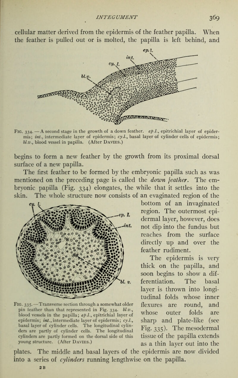 cellular matter derived from the epidermis of the feather papilla. When the feather is pulled out or is molted, the papilla is left behind, and ep.l. Fig. 334. — A second stage in the growth of a down feather, ep.l., epitrichial layer of epider- mis; int., intermediate layer of epidermis; cy.L, basal layer of cylinder cells of epidermis; bl.v., blood vessel in papilla. (After Davies.) begins to form a new feather by the growth from its proximal dorsal surface of a new papilla. The first feather to be formed by the embryonic papilla such as was mentioned on the preceding page is called the down feather. The em- bryonic papilla (Fig. 334) elongates, the while that it settles into the skin. The whole structure now consists of an evaginated region of the bottom of an invaginated region. The outermost epi- dermal layer, however, does not dip into the fundus but reaches from the surface directly up and over the feather rudiment. The epidermis is very thick on the papilla, and soon begins to show a dif- ferentiation. The basal layer is thrown into longi- tudinal folds whose inner flexures are round, and whose outer folds are sharp and plate-like (see Fig. 335). The mesodermal tissue of the papilla extends as a thin layer out into the plates. The middle and basal layers of the epidermis are now divided into a series of cylinders running lengthwise on the papilla. 2 B Fig. 335.—Transverse section through a somewhat older pin ieather than that represented in Fig. 334. bl.v., blood vessels in the papilla; ep.l., epitrichial layer of epidermis; int., intermediate layer of epidermis; cy.l., basal layer of cylinder cells. The longitudinal cylin- ders are partly of cylinder cells. The longitudinal cylinders are partly formed on the dorsal side of this young structure. (After Davies.)