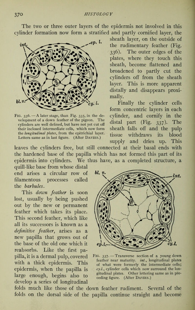 Fig. 336.— A later stage, than Fig. 335, in the de- velopment of a down feather of the pigeon. The cylinders are well defined, but have not yet cut off their inclosed intermediate cells, which now form the longitudinal plates, from the epitrichial layer. Letters same as in last figure. (After Davies.) The two or three outer layers of the epidermis not involved in this cylinder formation now form a stratified and partly cornified layer, the sheath layer, on the outside of the rudimentary feather (Fig. 336). The outer edges of the plates, where they touch this sheath, become flattened and broadened to partly cut the cylinders off from the sheath layer. This is more apparent distally and disappears proxi- mally. Finally the cylinder cells form concentric layers in each cylinder, and cornify in the distal part (Fig. 337). The sheath falls off and the pulp tissue withdraws its blood supply and dries up. This leaves the cylinders free, but still connected at their basal ends with the hardened base of the papilla which has not formed this part of its epidermis into cylinders. We thus have, as a completed structure, a quill-like base from whose distal end arises a circular row of filamentous processes called the barbules. This down feather is soon lost, usually by being pushed out by the new or permanent feather which takes its place. This second feather, which like all its successors is known as a definitive feather, arises as a new papilla that grows out of the base of the old one which it reabsorbs. Like the first pa- pilla, it is a dermal pulp, covered with a thick epidermis. This epidermis, when the papilla is large enough, begins also to develop a series of longitudinal folds much like those of the down feather rudiment. Several of the folds on the dorsal side of the papilla continue straight and become Fig. 337.—Transverse section of a young down feather near maturity, int., longitudinal plates of what were formerly the intermediate cells; cy.l., cylinder cells which now surround the lon- gitudinal plates. Other lettering same as in pre- ceding figure. (After Davies.)