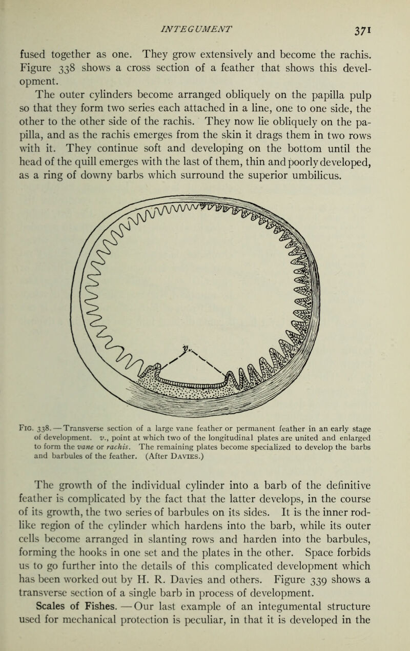 fused together as one. They grow extensively and become the rachis. Figure 338 shows a cross section of a feather that shows this devel- opment. The outer cylinders become arranged obliquely on the papilla pulp so that they form two series each attached in a line, one to one side, the other to the other side of the rachis. They now lie obliquely on the pa- pilla, and as the rachis emerges from the skin it drags them in two rows with it. They continue soft and developing on the bottom until the head of the quill emerges with the last of them, thin and poorly developed, as a ring of downy barbs which surround the superior umbilicus. Fig. 338. — Transverse section of a large vane feather or permanent feather in an early stage of development, v., point at which two of the longitudinal plates are united and enlarged to form the vane or rachis. The remaining plates become specialized to develop the barbs and barbules of the feather. (After Davies.) The growth of the individual cylinder into a barb of the definitive feather is complicated by the fact that the latter develops, in the course of its growth, the two series of barbules on its sides. It is the inner rod- like region of the cylinder which hardens into the barb, while its outer cells become arranged in slanting rows and harden into the barbules, forming the hooks in one set and the plates in the other. Space forbids us to go further into the details of this complicated development which has been worked out by H. R. Davies and others. Figure 339 shows a transverse section of a single barb in process of development. Scales of Fishes.—Our last example of an integumental structure used for mechanical protection is peculiar, in that it is developed in the