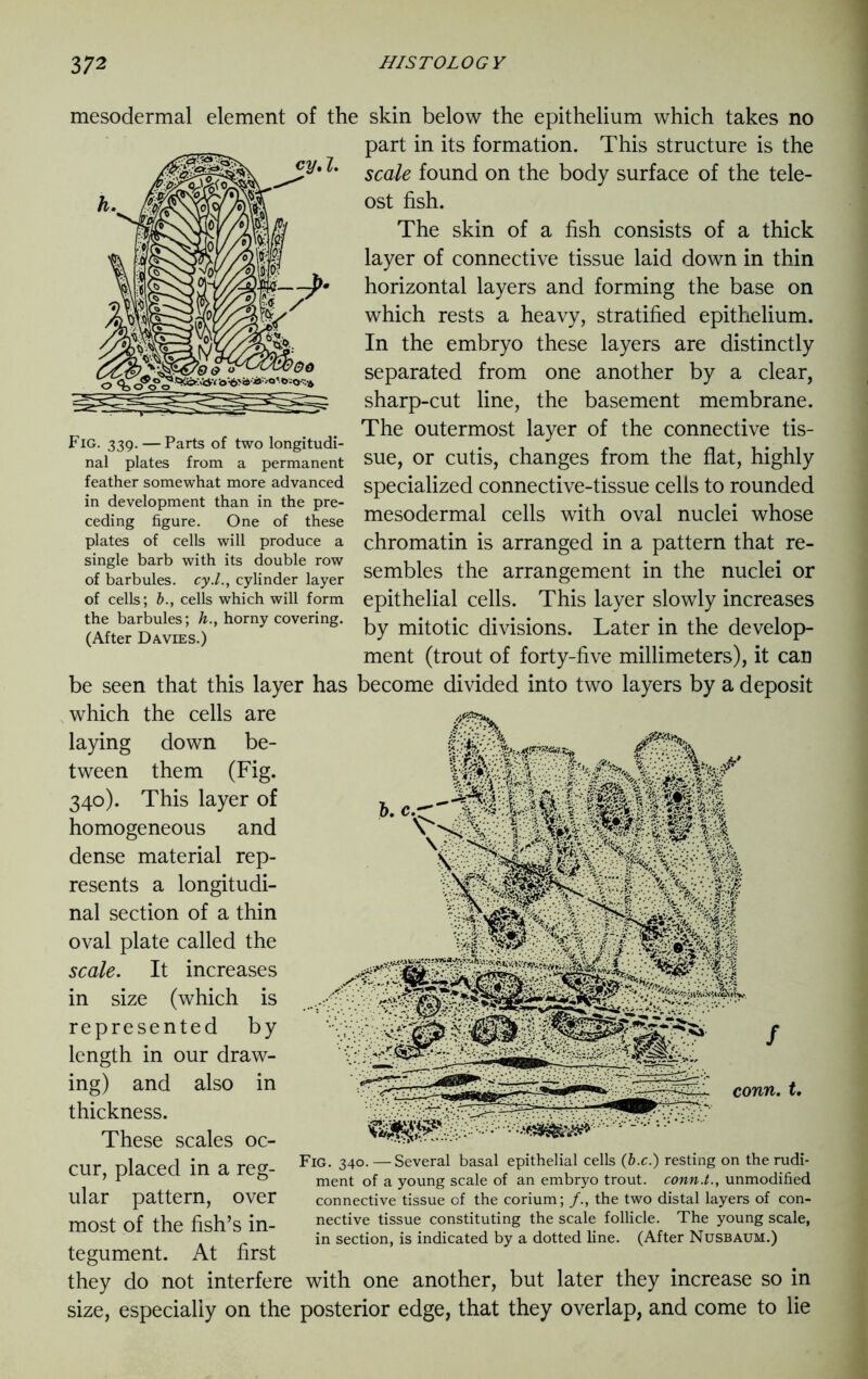 mesodermal element of the skin below the epithelium which takes no part in its formation. This structure is the scale found on the body surface of the tele- ost fish. The skin of a fish consists of a thick layer of connective tissue laid down in thin horizontal layers and forming the base on which rests a heavy, stratified epithelium. In the embryo these layers are distinctly separated from one another by a clear, sharp-cut line, the basement membrane. The outermost layer of the connective tis- sue, or cutis, changes from the flat, highly specialized connective-tissue cells to rounded mesodermal cells with oval nuclei whose chromatin is arranged in a pattern that re- sembles the arrangement in the nuclei or epithelial cells. This layer slowly increases by mitotic divisions. Later in the develop- ment (trout of forty-five millimeters), it can be seen that this layer has become divided into two layers by a deposit which the cells are laying down be- tween them (Fig. 340). This layer of homogeneous and dense material rep- resents a longitudi- nal section of a thin oval plate called the scale. It increases in size (which is represented by length in our draw- ing) and also in thickness. These scales oc- cur, placed in a reg- ular pattern, over most of the fish’s in- tegument. At first they do not interfere with one another, but later they increase so in size, especially on the posterior edge, that they overlap, and come to lie Fig. 340. — Several basal epithelial cells (b.c.) resting on the rudi- ment of a young scale of an embryo trout, conn.t., unmodified connective tissue of the corium; /., the two distal layers of con- nective tissue constituting the scale follicle. The young scale, in section, is indicated by a dotted line. (After Nusbaum.) Fig. 339. — Parts of two longitudi- nal plates from a permanent feather somewhat more advanced in development than in the pre- ceding figure. One of these plates of cells will produce a single barb with its double row of barbules. cy.l., cylinder layer of cells; b., cells which will form the barbules; h., horny covering. (After Davies.)