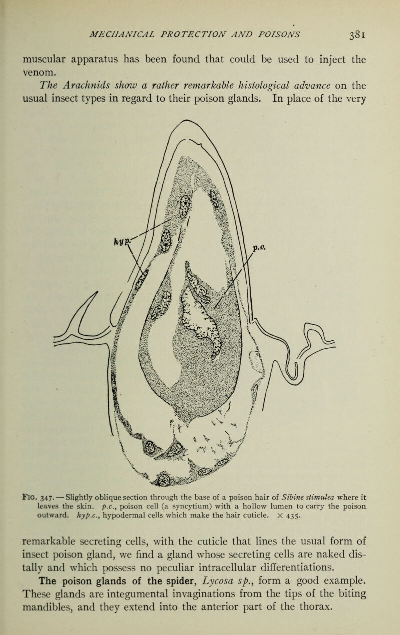 muscular apparatus has been found that could be used to inject the venom. The Arachnids show a rather remarkable histological advance on the usual insect types in regard to their poison glands. In place of the very Fig. 347. — Slightly oblique section through the base of a poison hair of Sibine stimulea where it leaves the skin, p.c., poison cell (a syncytium) with a hollow lumen to carry the poison outward, hyp.c., hypodermal cells which make the hair cuticle. X 435. remarkable secreting cells, with the cuticle that lines the usual form of insect poison gland, we find a gland whose secreting cells are naked dis- tally and which possess no peculiar intracellular differentiations. The poison glands of the spider, Lycosa sp., form a good example. These glands are integumental invaginations from the tips of the biting mandibles, and they extend into the anterior part of the thorax.