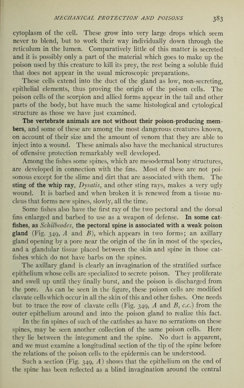 cytoplasm of the cell. These grow into very large drops which seem never to blend, but to work their way individually down through the reticulum in the lumen. Comparatively little of this matter is secreted and it is possibly only a part of the material which goes to make up the poison used by this creature to kill its prey, the rest being a soluble fluid that does not appear in the usual microscopic preparations. These cells extend into the duct of the gland as low, non-secreting, epithelial elements, thus proving the origin of the poison cells. The poison cells of the scorpion and allied forms appear in the tail and other parts of the body, but have much the same histological and cytological structure as those we have just examined. The vertebrate animals are not without their poison-producing mem- bers, and some of these are among the most dangerous creatures known, on account of their size and the amount of venom that they are able to inject into a wound. These animals also have the mechanical structures of offensive protection remarkably well developed. Among the fishes some spines, which are mesodermal bony structures, are developed in connection with the fins. Most of these are not poi- sonous except for the slime and dirt that are associated with them. The sting of the whip ray, Dysatis, and other sting rays, makes a very ugly wound. It is barbed and when broken it is renewed from a tissue nu- cleus that forms new spines, slowly, all the time. Some fishes also have the first ray of the two pectoral and the dorsal fins enlarged and barbed to use as a weapon of defense. In some cat- fishes, as Schilbeodes, the pectoral spine is associated with a weak poison gland (Fig. 349, A and B), which appears in two forms; an axillary gland opening by a pore near the origin of the fin in most of the species, and a glandular tissue placed between the skin and spine in those cat- fishes which do not have barbs on the spines. The axillary gland is clearly an invagination of the stratified surface epithelium whose cells are specialized to secrete poison. They proliferate and swell up until they finally burst, and the poison is discharged from the pore. As can be seen in the figure, these poison cells are modified clavate cells which occur in all the skin of this and other fishes. One needs but to trace the row of clavate cells (Fig. 349, A and B, c.c.) from the outer epithelium around and into the poison gland to realize this fact. In the fin spines of such of the catfishes as have no serrations on these spines, may be seen another collection of the same poison cells. Here they lie between the integument and the spine. No duct is apparent, and we must examine a longitudinal section of the tip of the spine before the relations of the poison cells to the epidermis can be understood. Such a section (Fig. 349, A) shows that the epithelium on the end of the spine has been reflected as a blind invagination around the central
